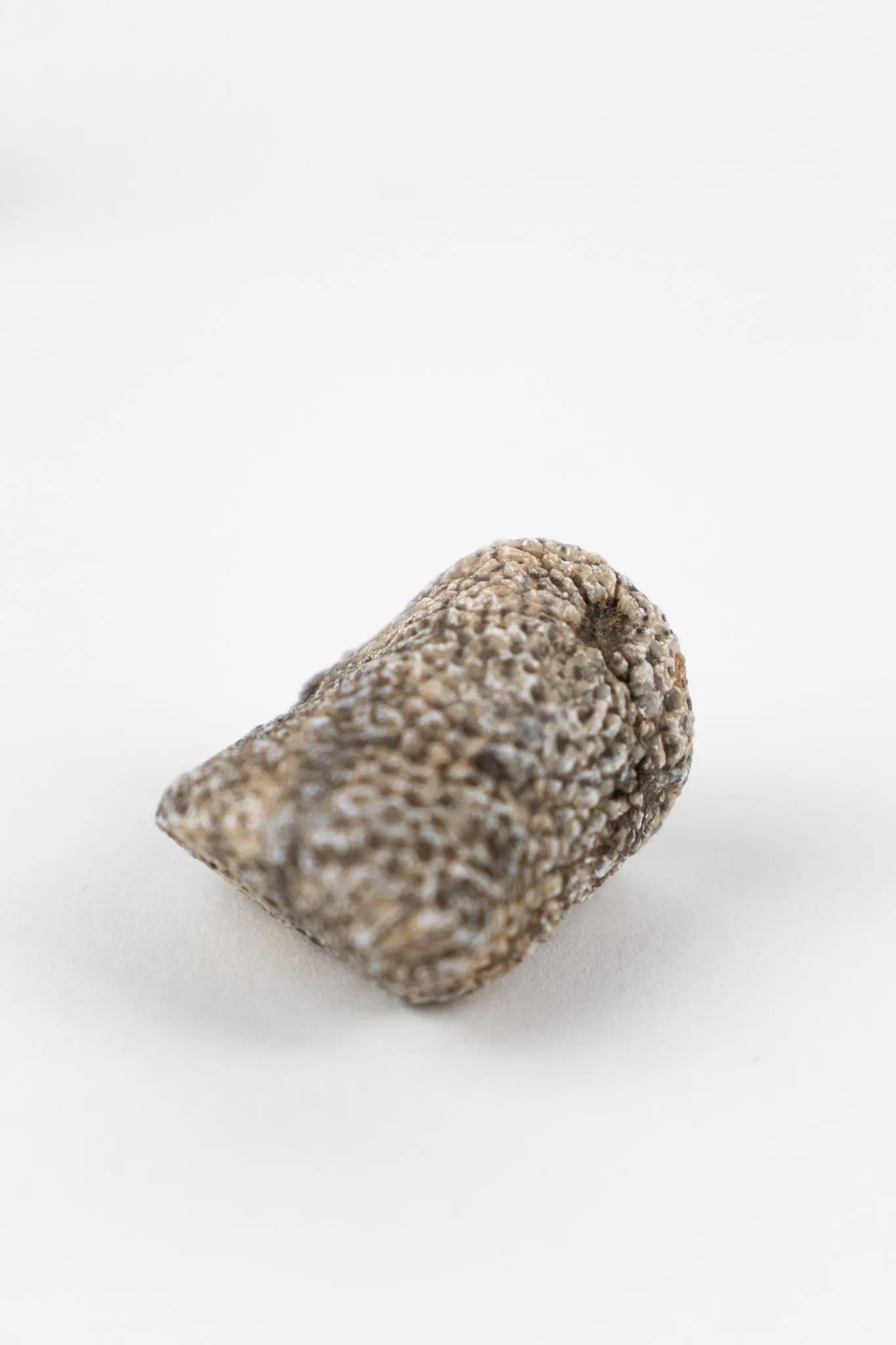 Bryozoa Fossil - Fossil from Stemcell Science Shop
