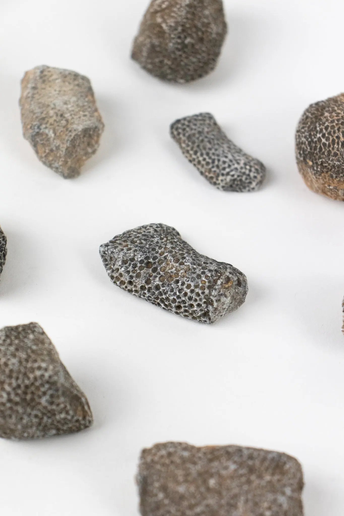 Bryozoa Fossil - Fossil from Stemcell Science Shop