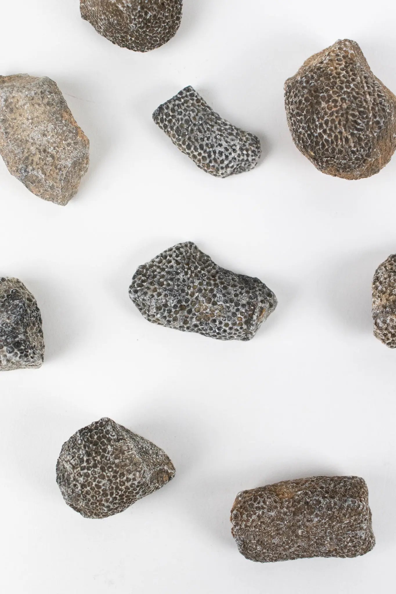 Bryozoa Fossil - Fossil from Stemcell Science Shop