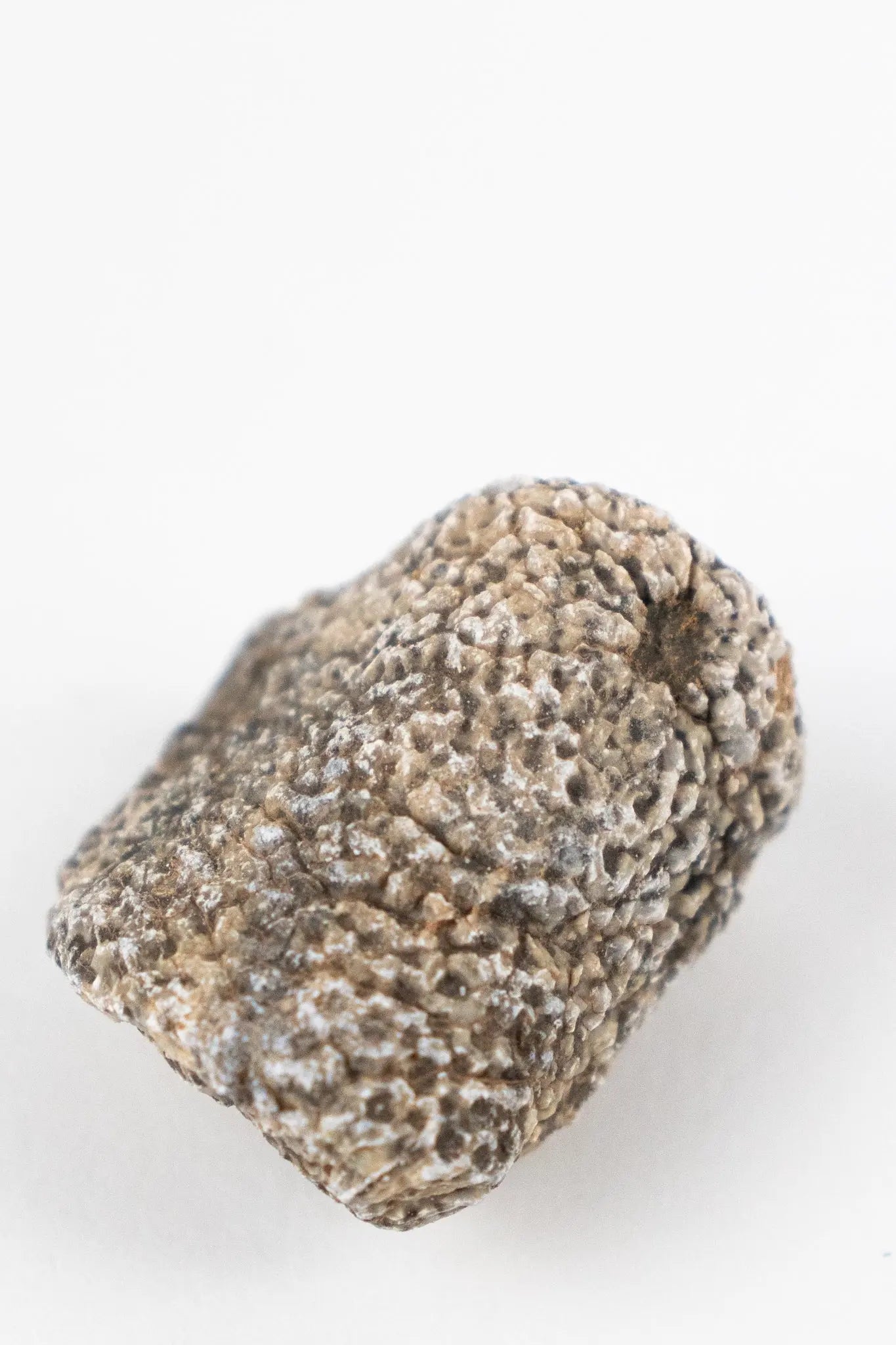 Bryozoa Fossil - Fossil from Stemcell Science Shop
