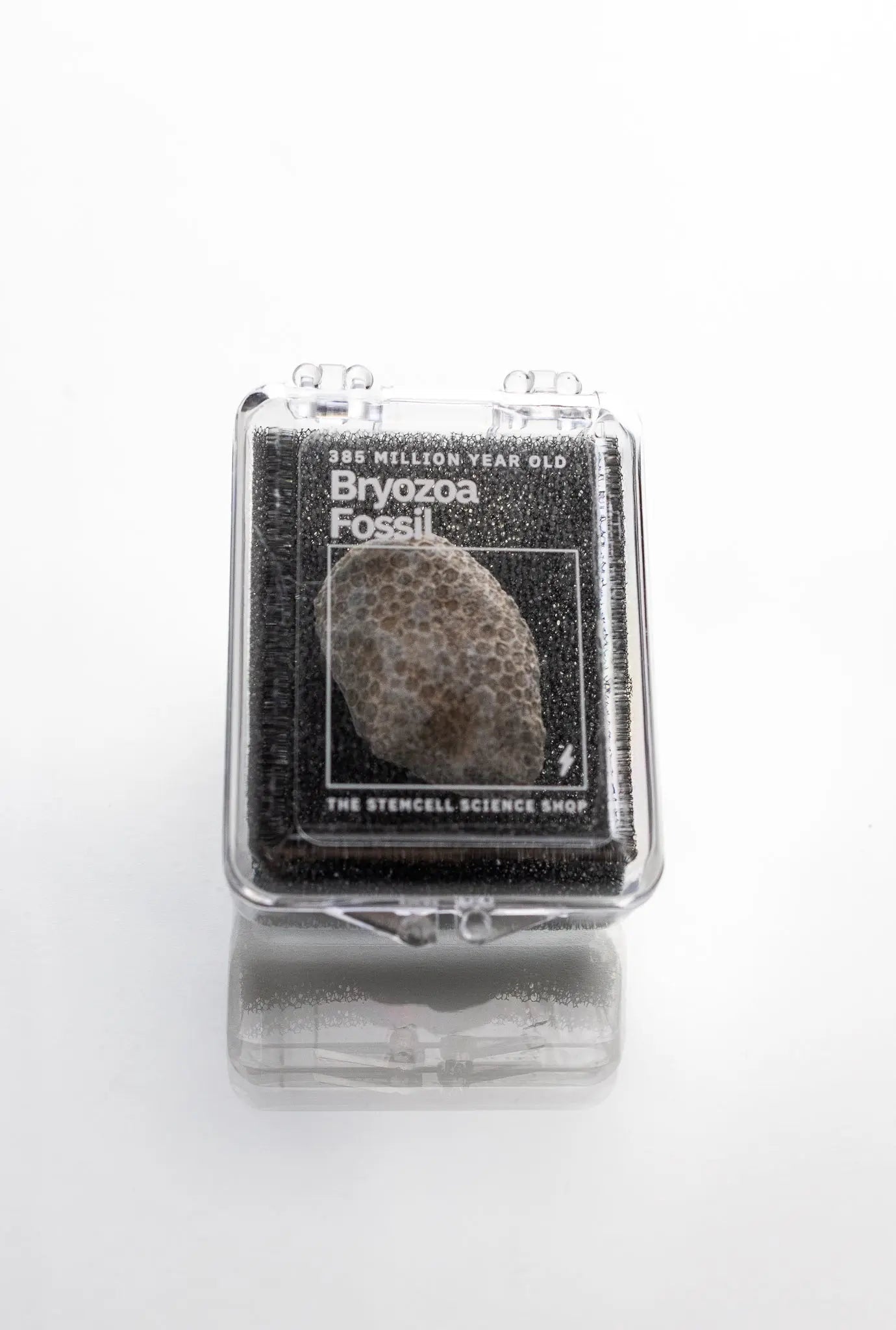 Bryozoa Fossil - Fossil from Stemcell Science Shop