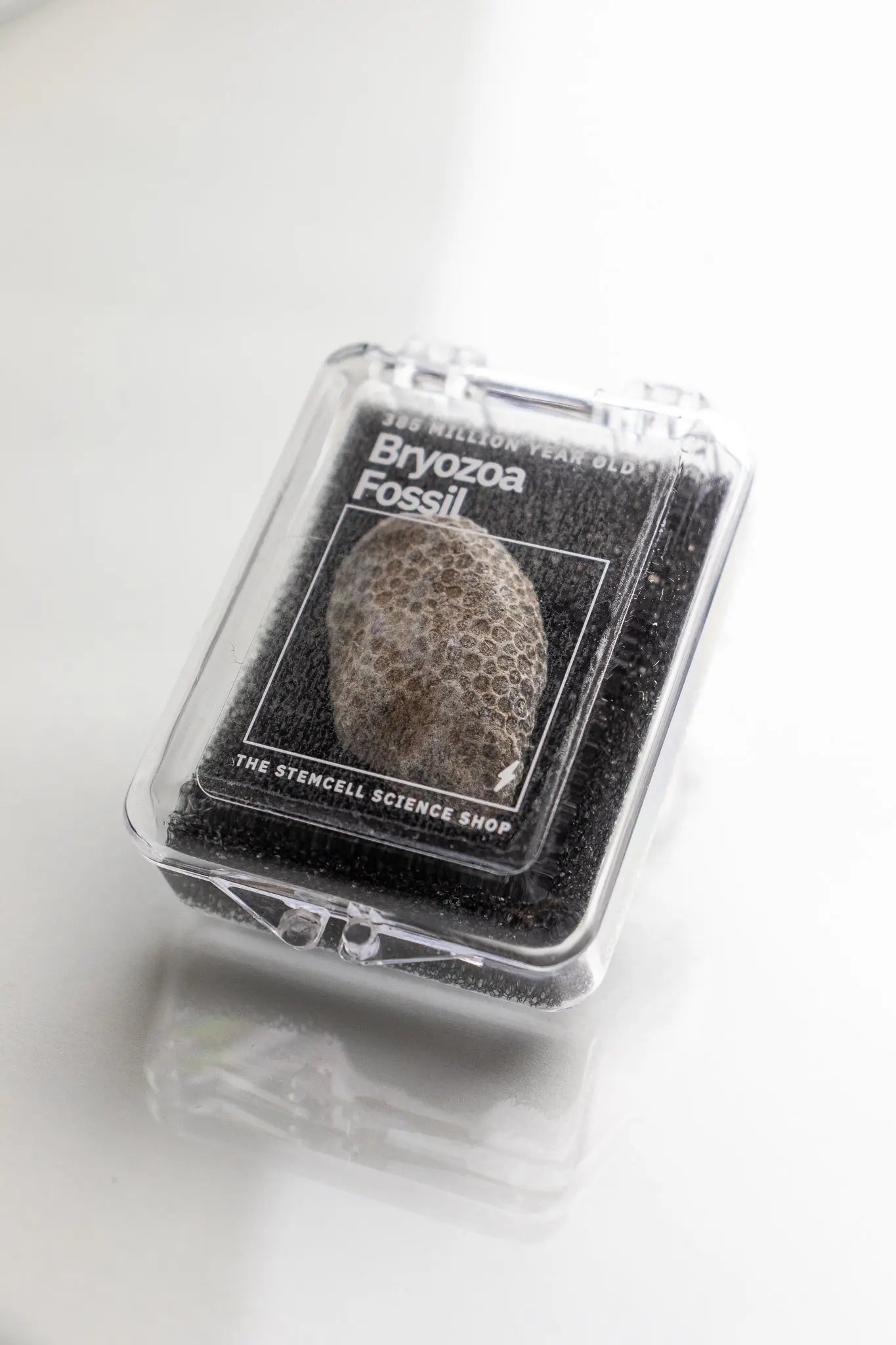 Bryozoa Fossil - Fossil from Stemcell Science Shop