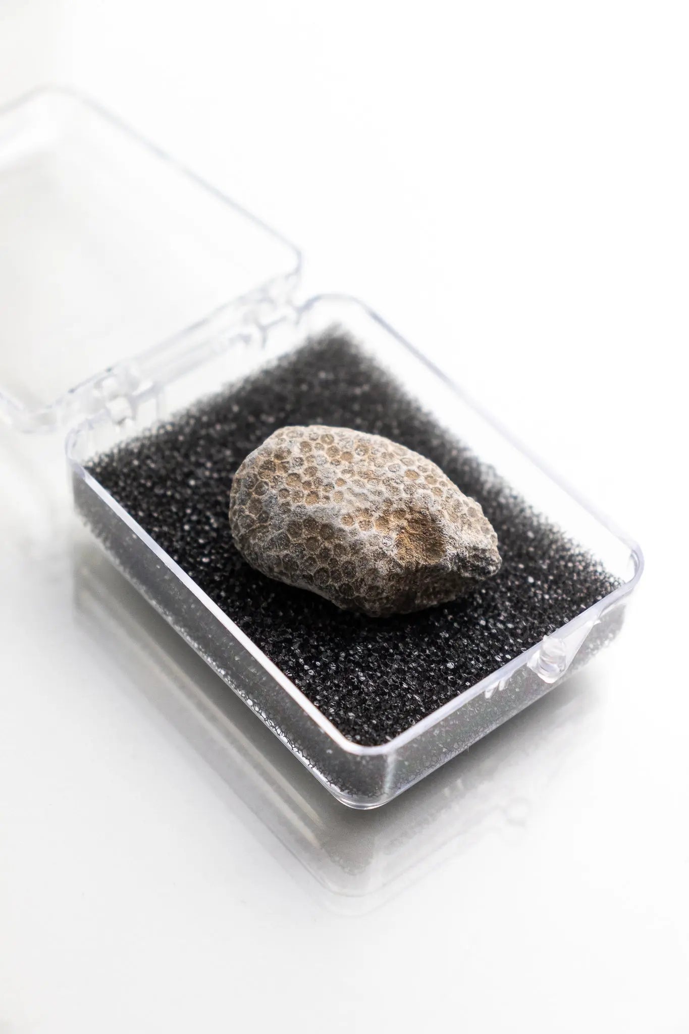 Bryozoa Fossil - Fossil from Stemcell Science Shop