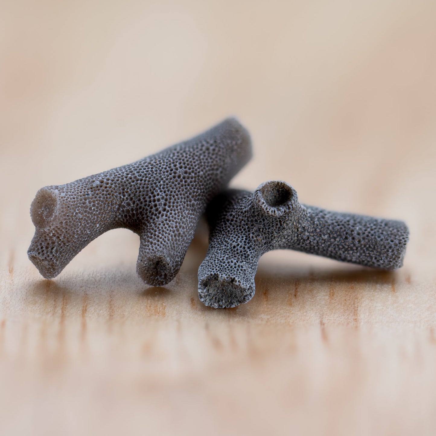 Ancient Oceans - 4-in-1 Fossil Specimen Collection