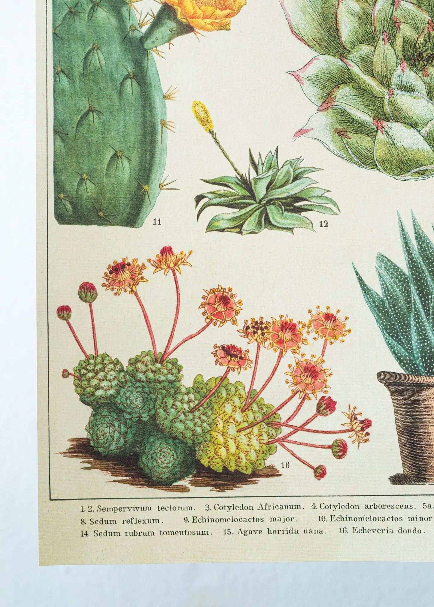 Cacti Scientific Chart - Charts from Stemcell Science Shop