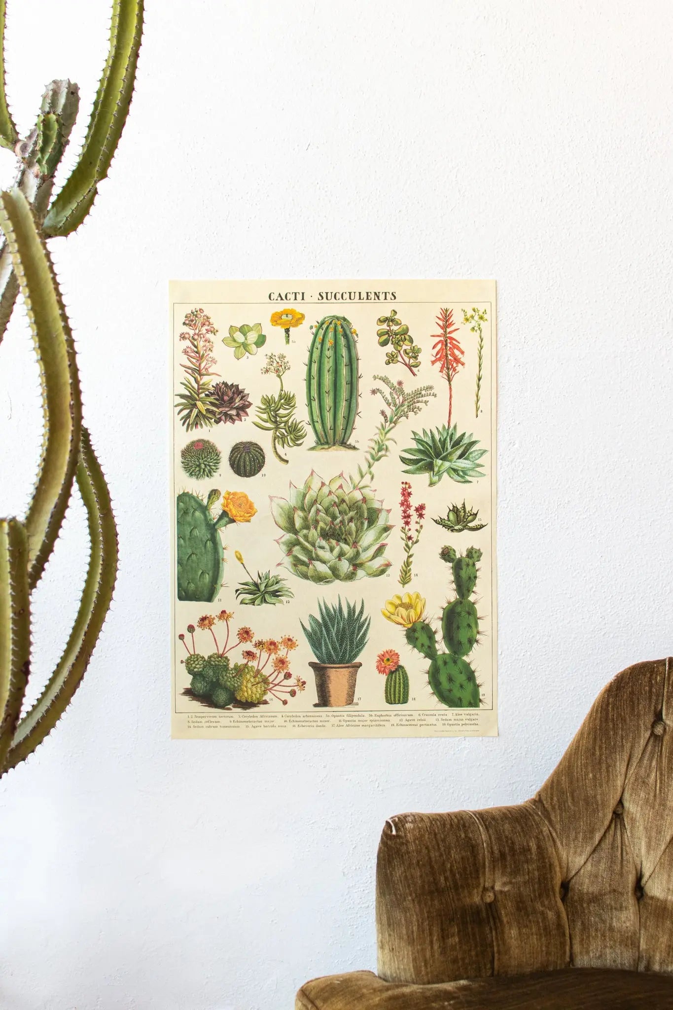 Cacti Scientific Chart - Charts from Stemcell Science Shop