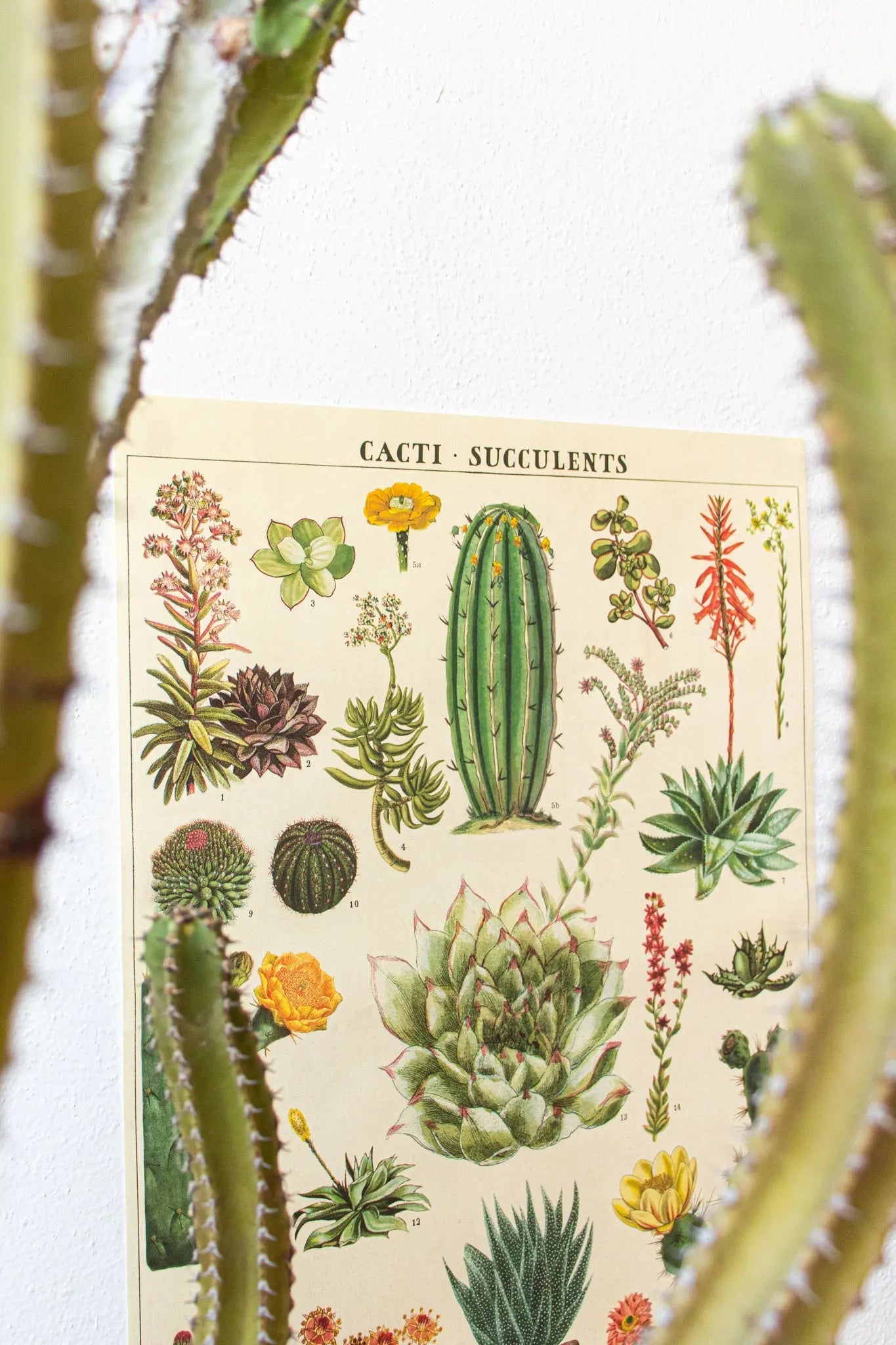 Cacti Scientific Chart - Charts from Stemcell Science Shop