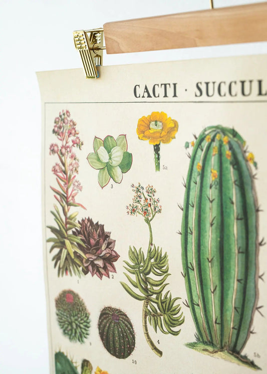 Cacti Scientific Chart - Charts from Stemcell Science Shop