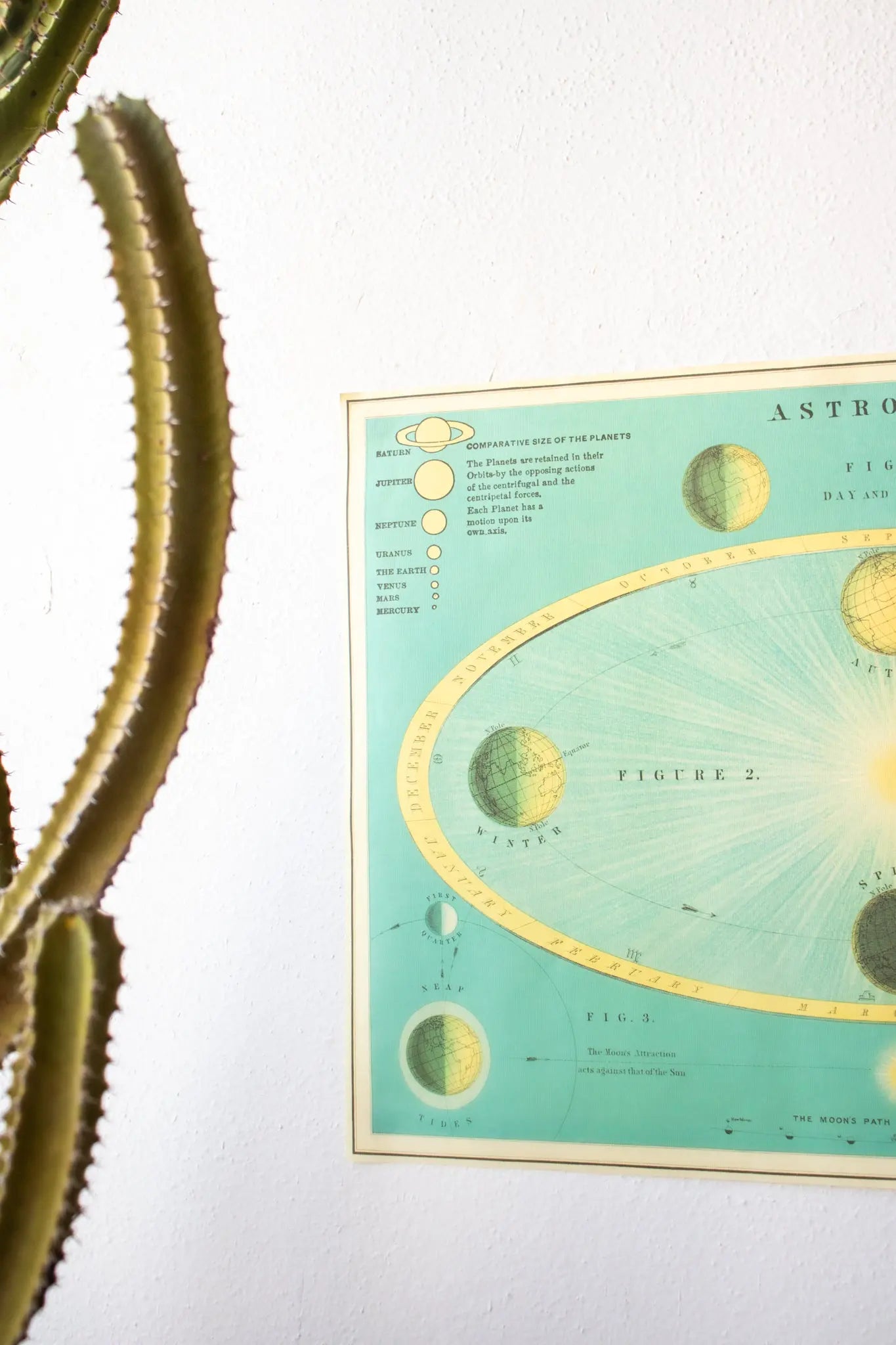 Celestial Chart - Charts from Stemcell Science Shop