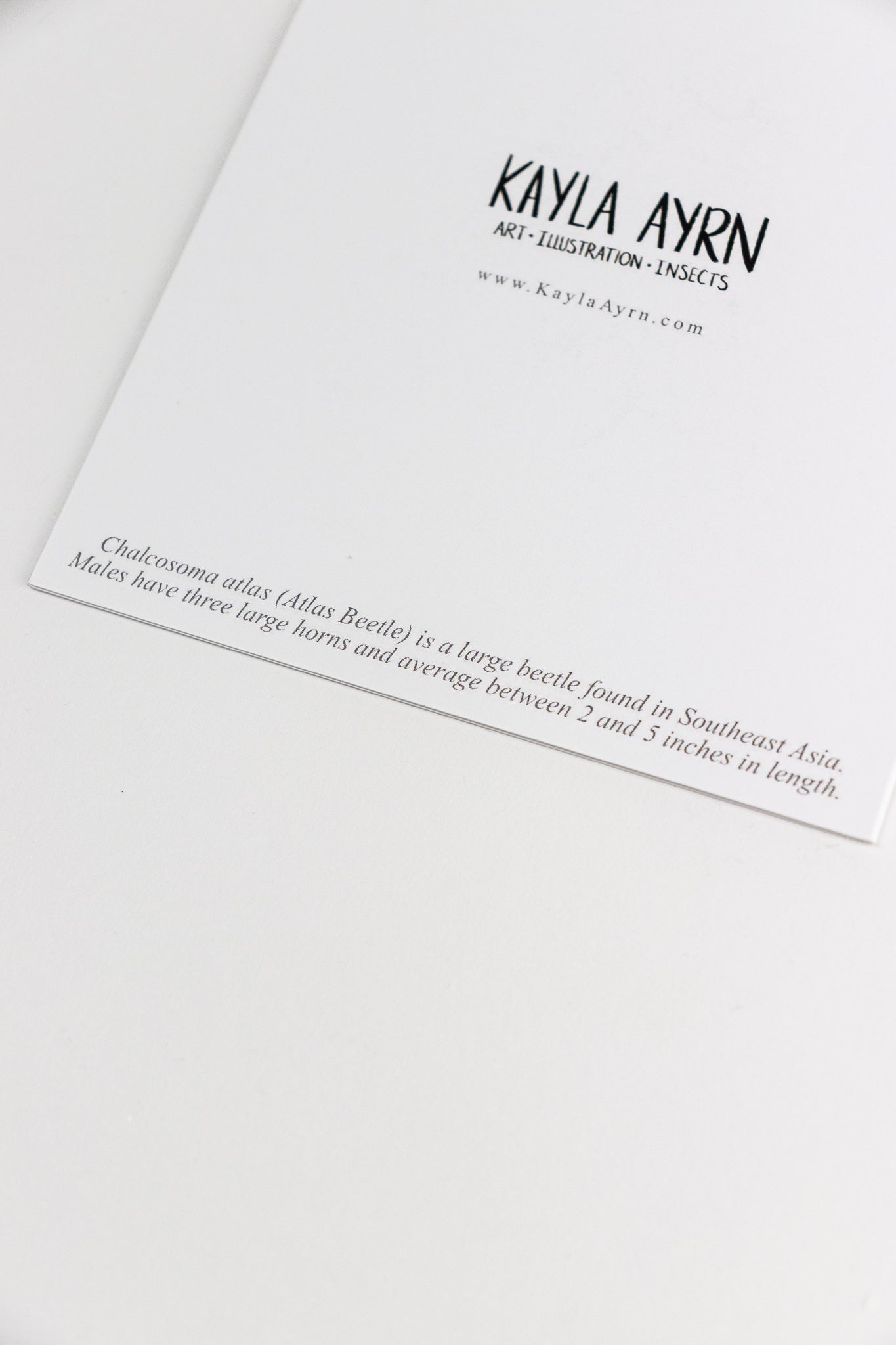 Christmas Atlas Card - Stationery from Stemcell Science Shop