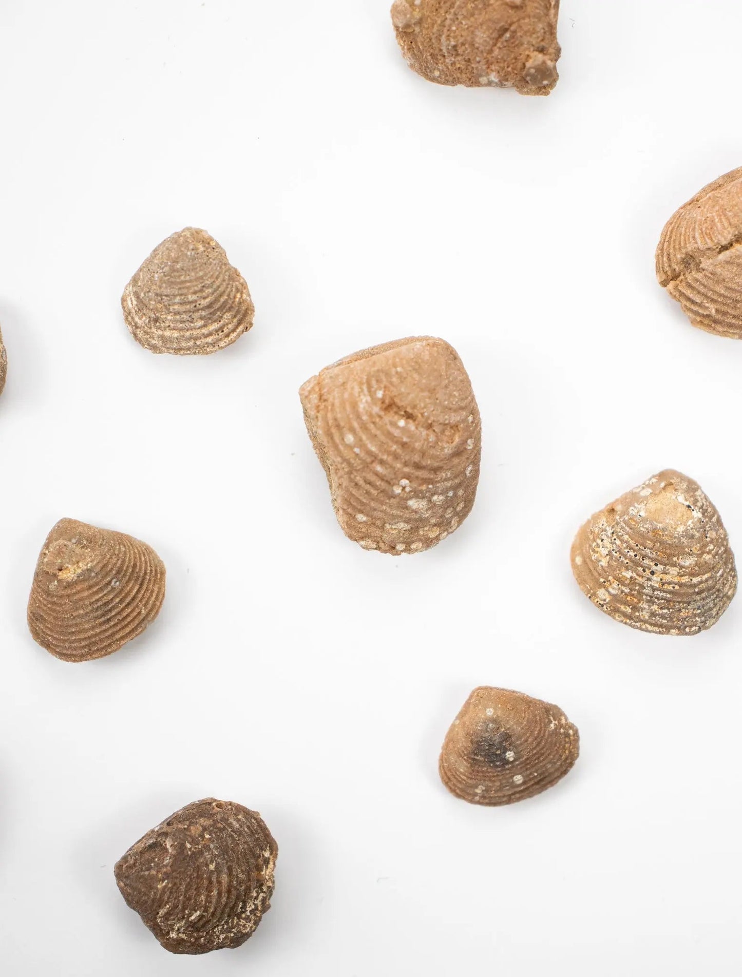 Clam Fossil - Fossil from Stemcell Science Shop