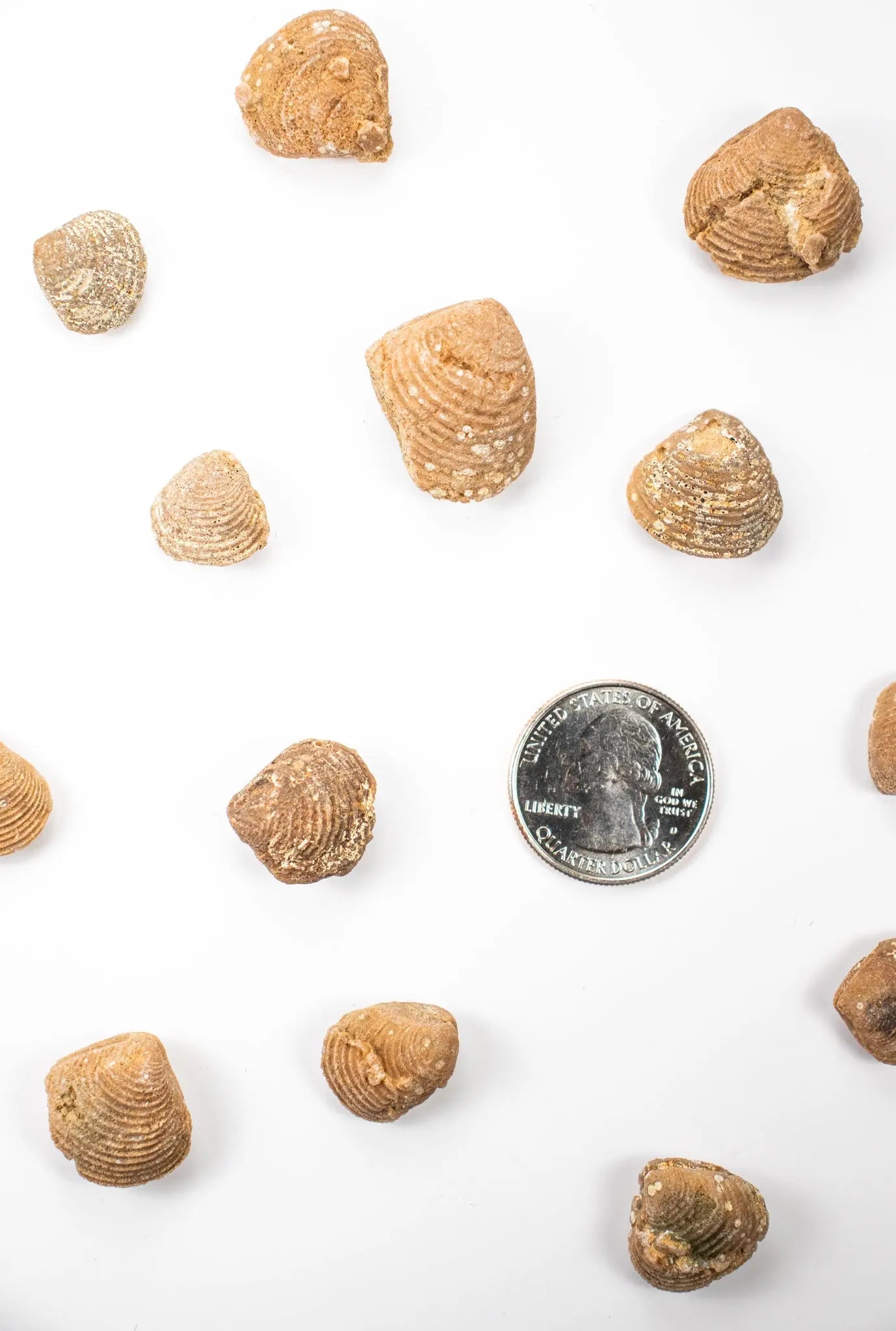 Clam Fossil - Fossil from Stemcell Science Shop