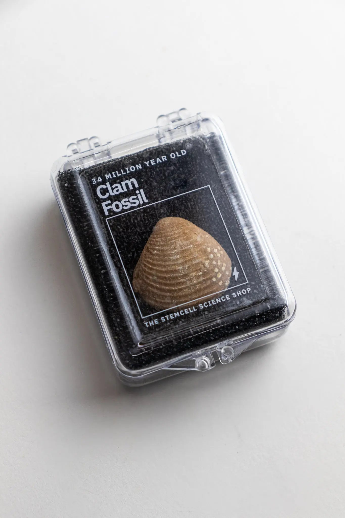 Clam Fossil - Fossil from Stemcell Science Shop