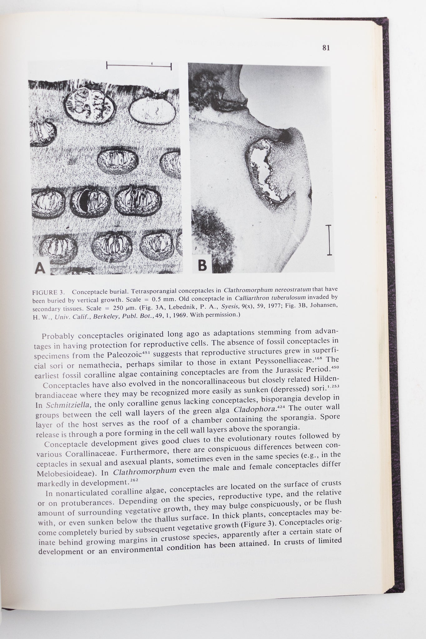 Coralline Algae, A First Synthesis - Books from Stemcell Science Shop