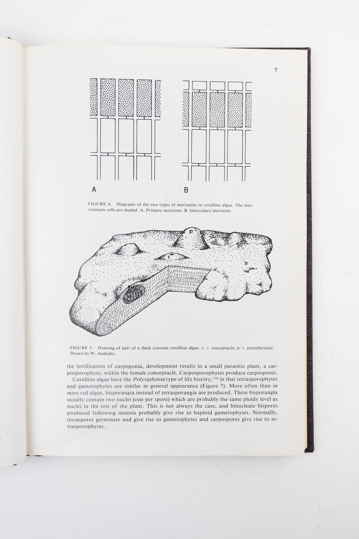Coralline Algae, A First Synthesis - Books from Stemcell Science Shop