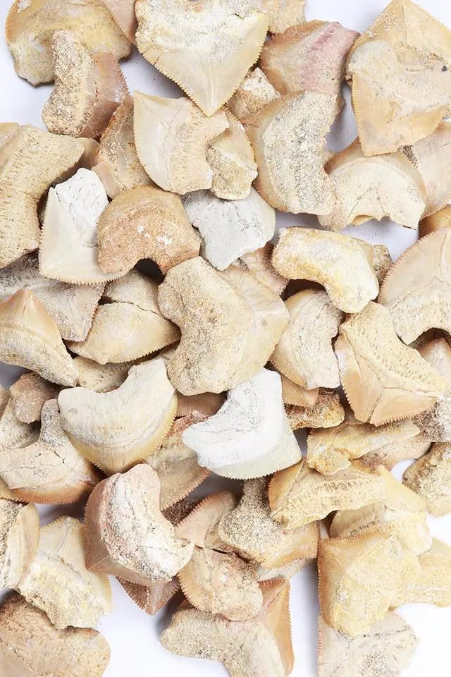 Crow Shark Tooth Fossil - Fossil from Stemcell Science Shop