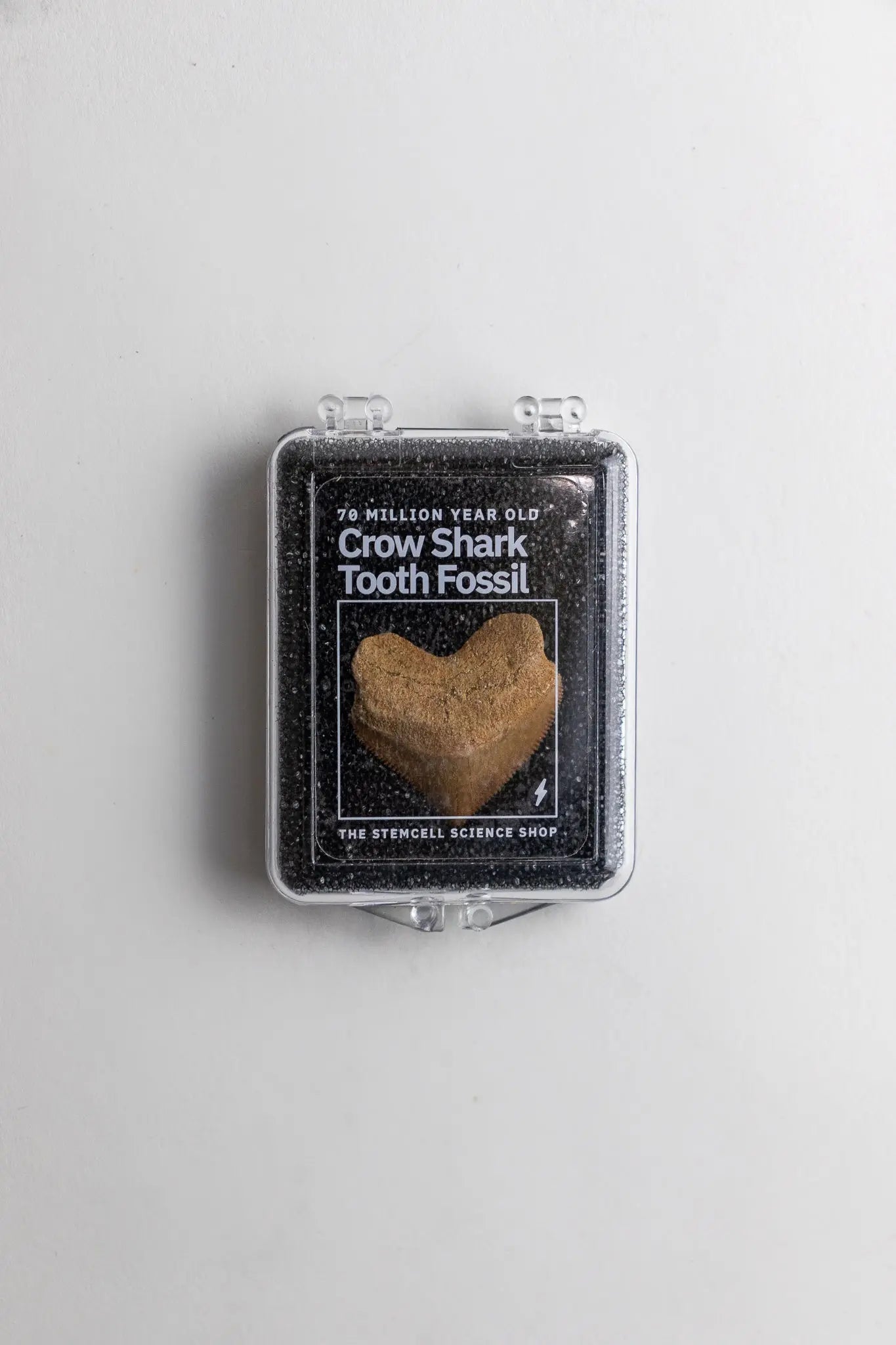 Crow Shark Tooth Fossil - Fossil from Stemcell Science Shop