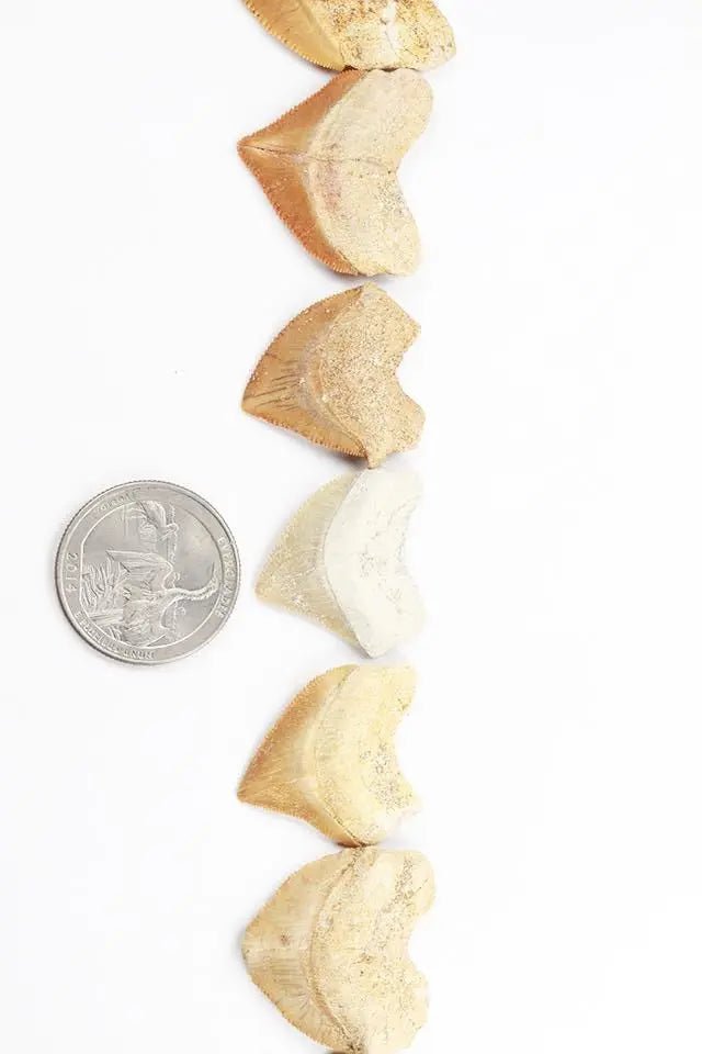 Crow Shark Tooth Fossil - Fossil from Stemcell Science Shop