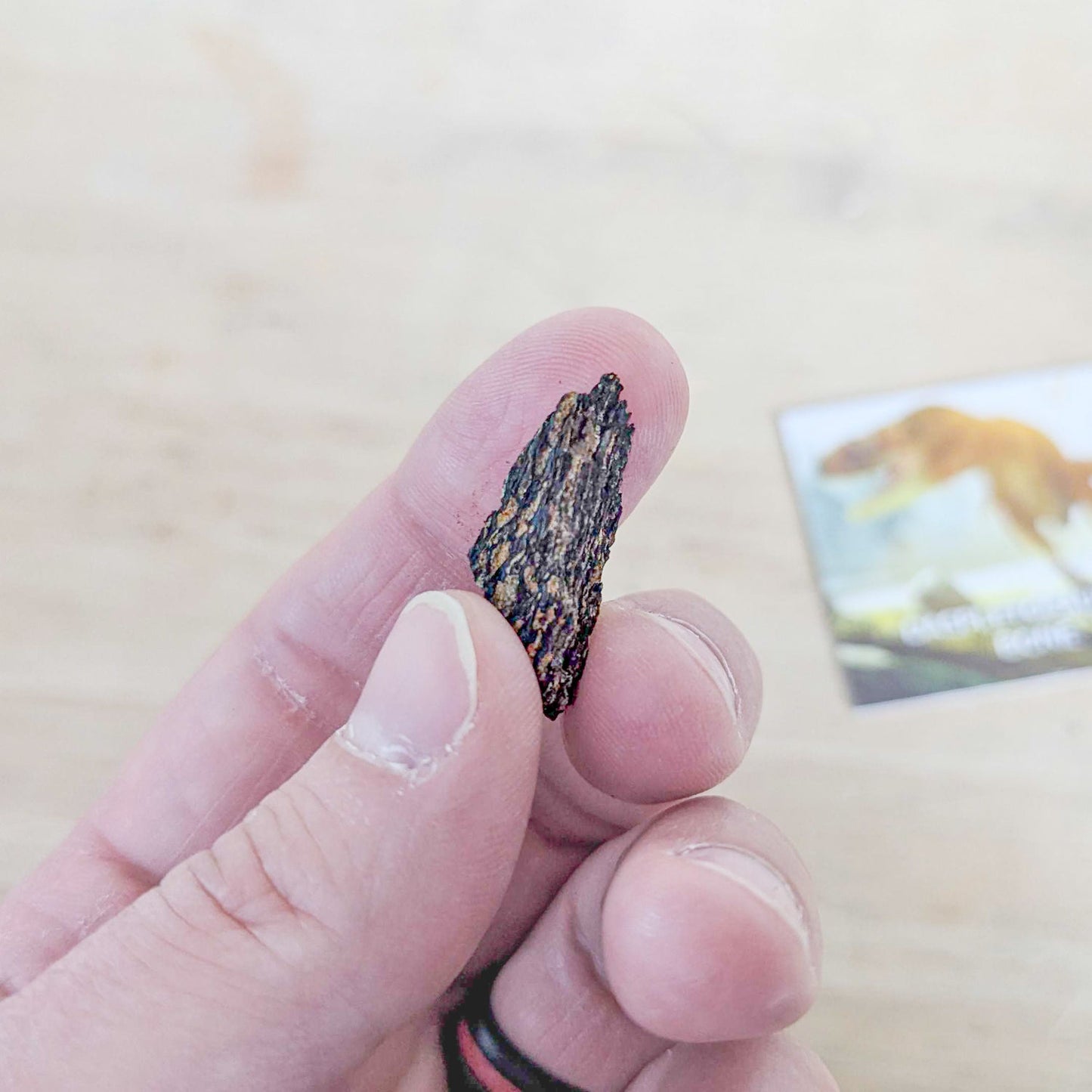 Daspletosaurus Bone - Classic Riker Display Case Fragment