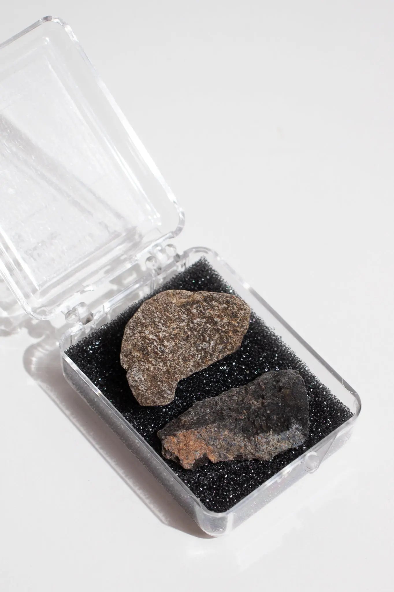Dinosaur Bone Fossil Fragments - Fossil from Stemcell Science Shop