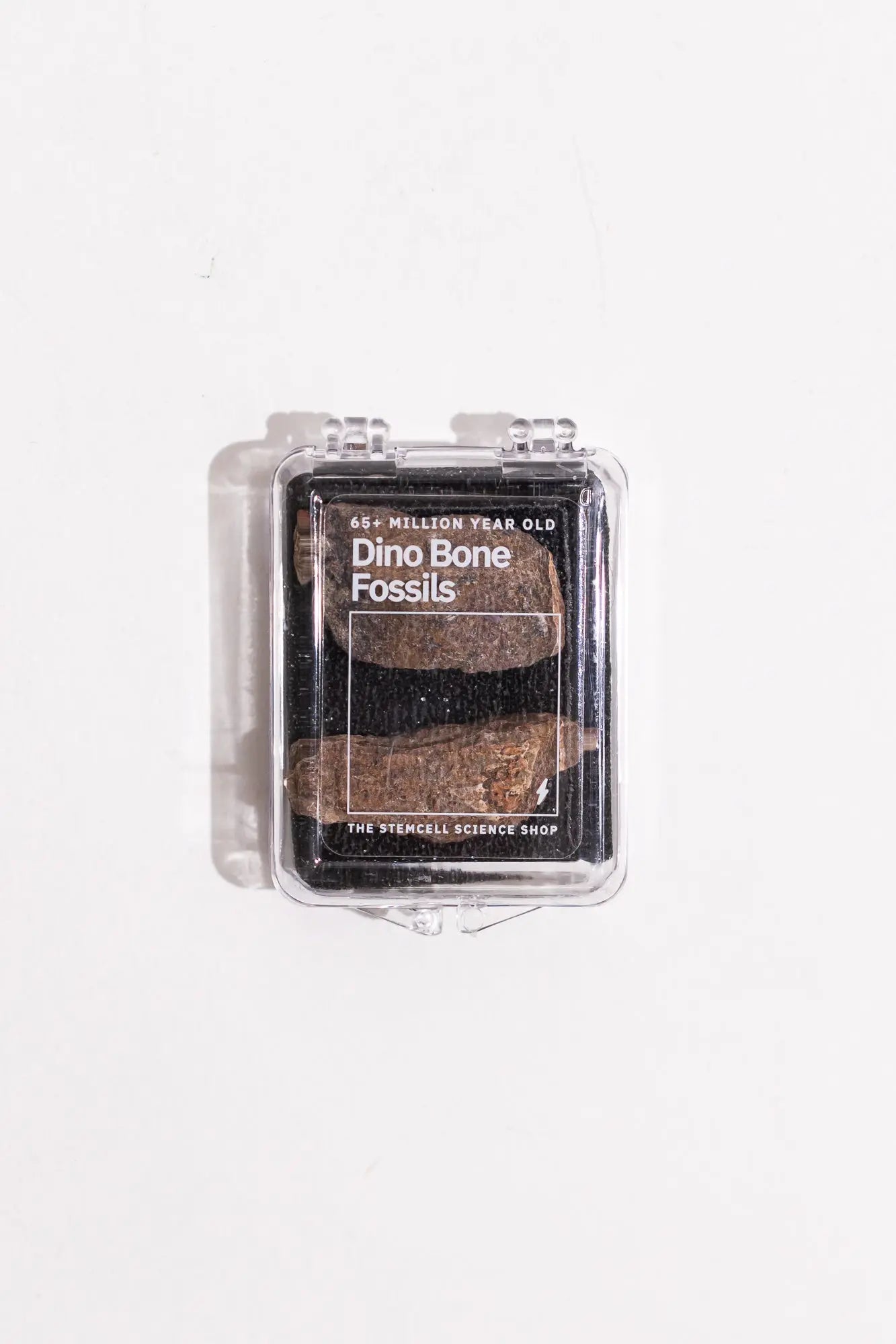 Dinosaur Bone Fossil Fragments - Fossil from Stemcell Science Shop