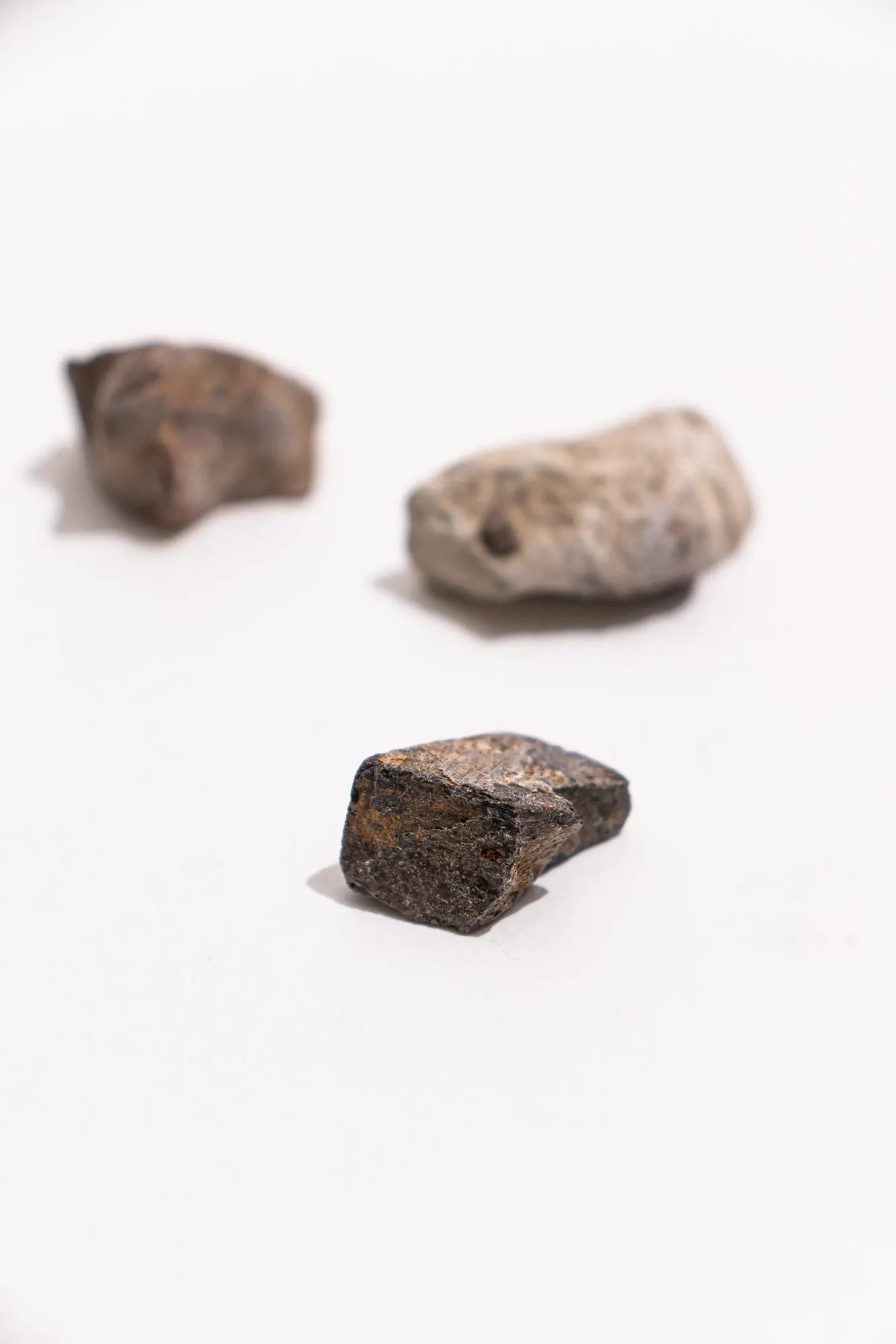 Dinosaur Bone Fossil Fragments - Fossil from Stemcell Science Shop