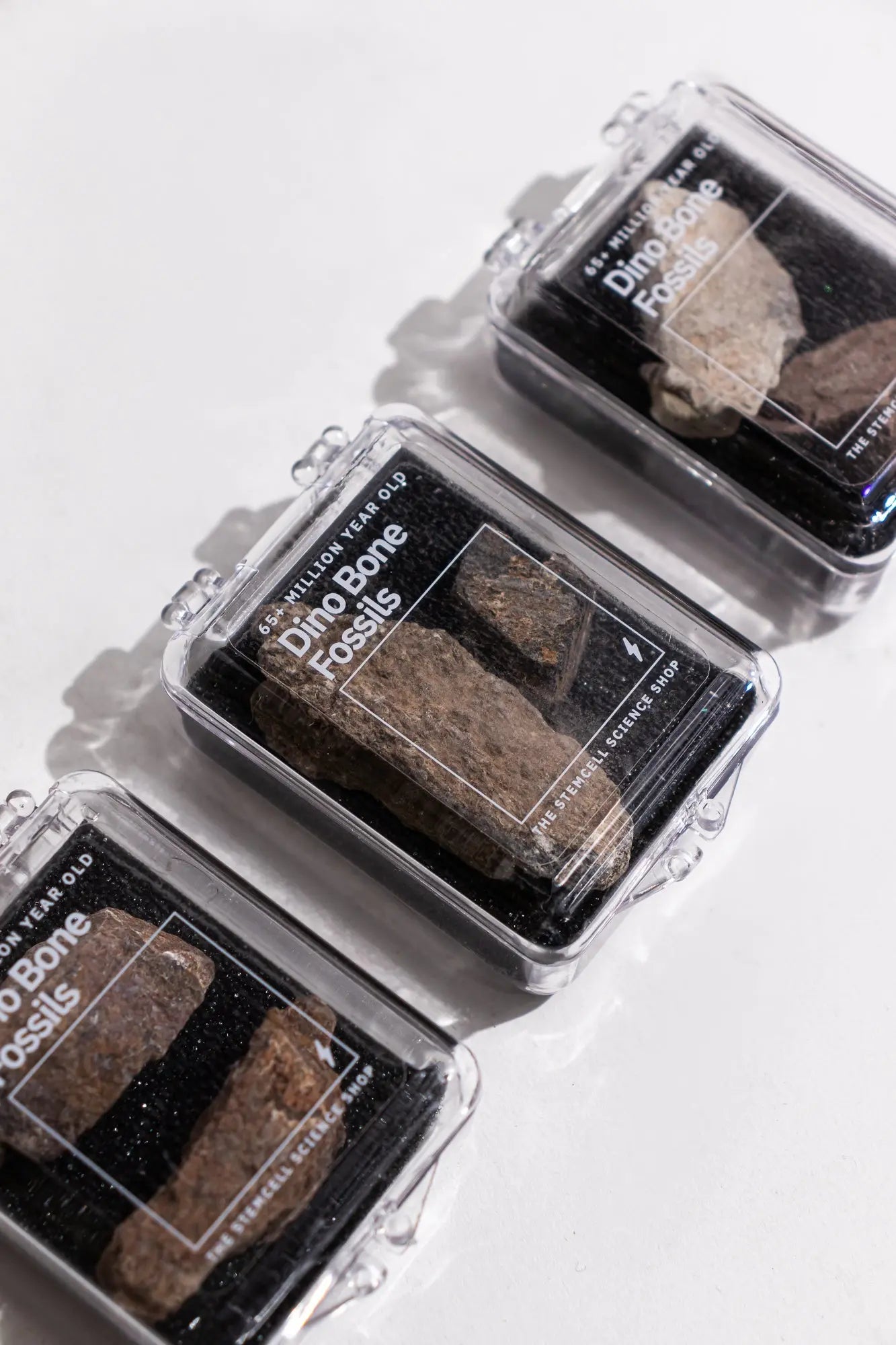 Dinosaur Bone Fossil Fragments - Fossil from Stemcell Science Shop