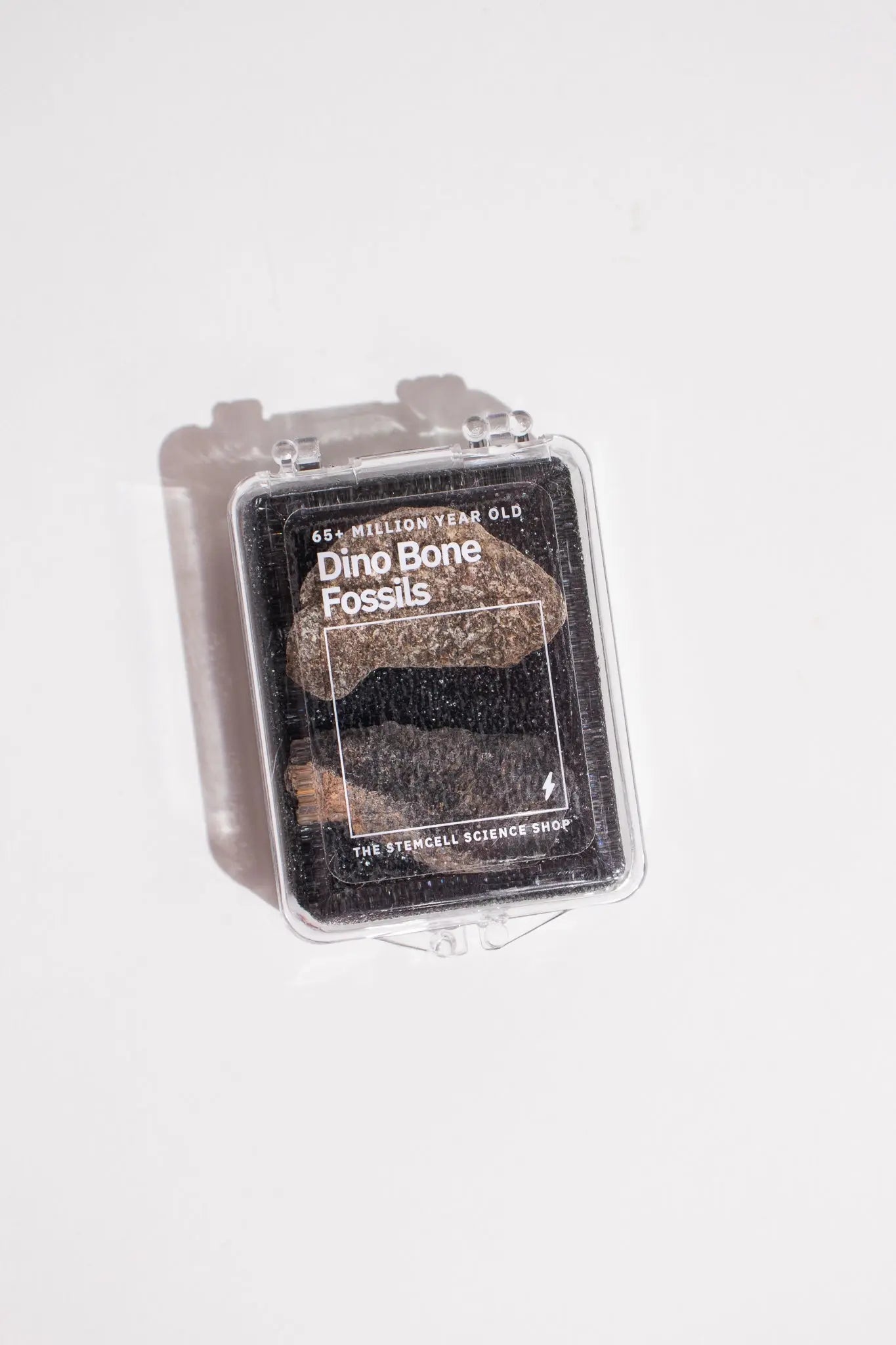 Dinosaur Bone Fossil Fragments - Fossil from Stemcell Science Shop