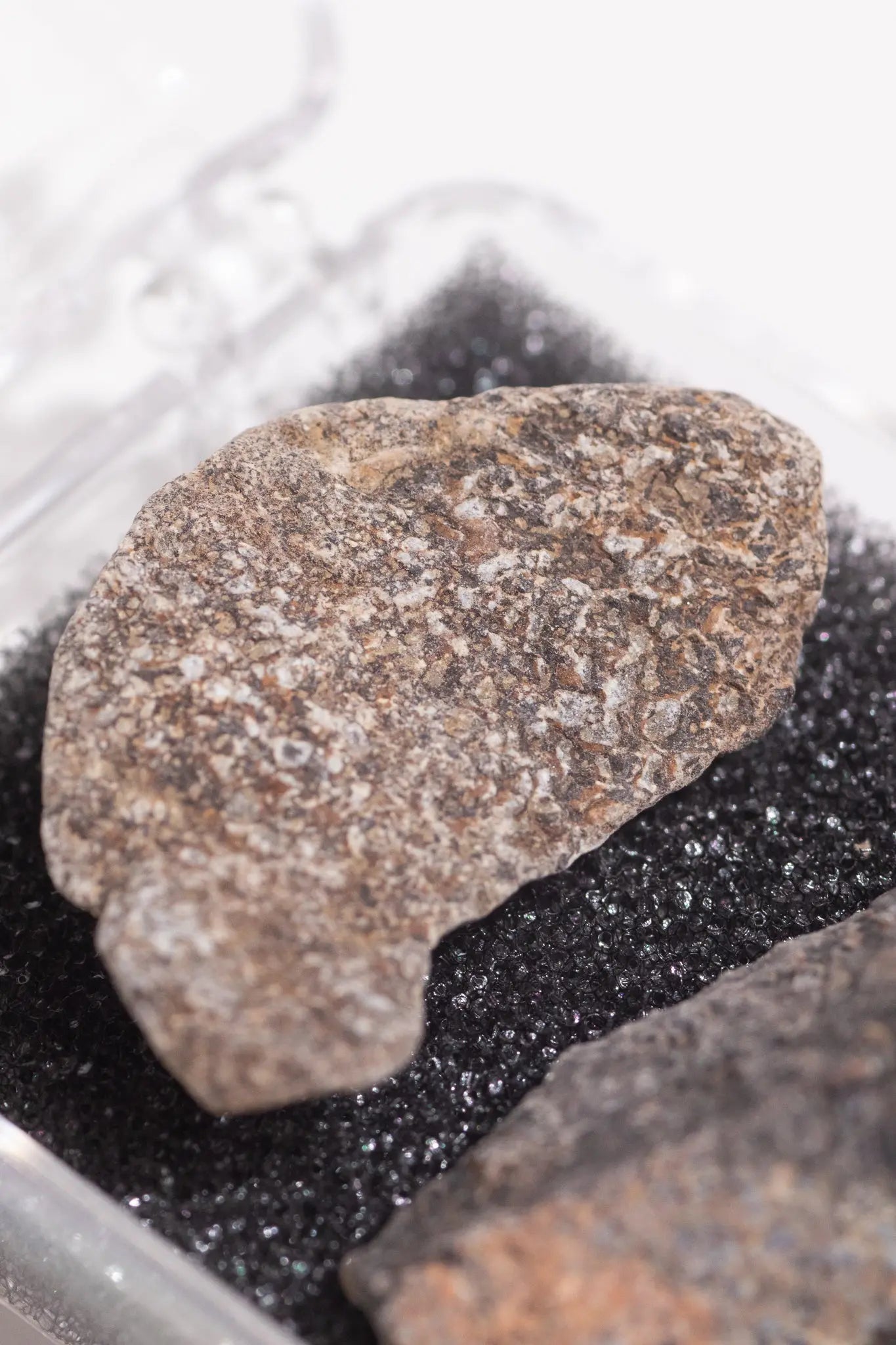 Dinosaur Bone Fossil Fragments - Fossil from Stemcell Science Shop