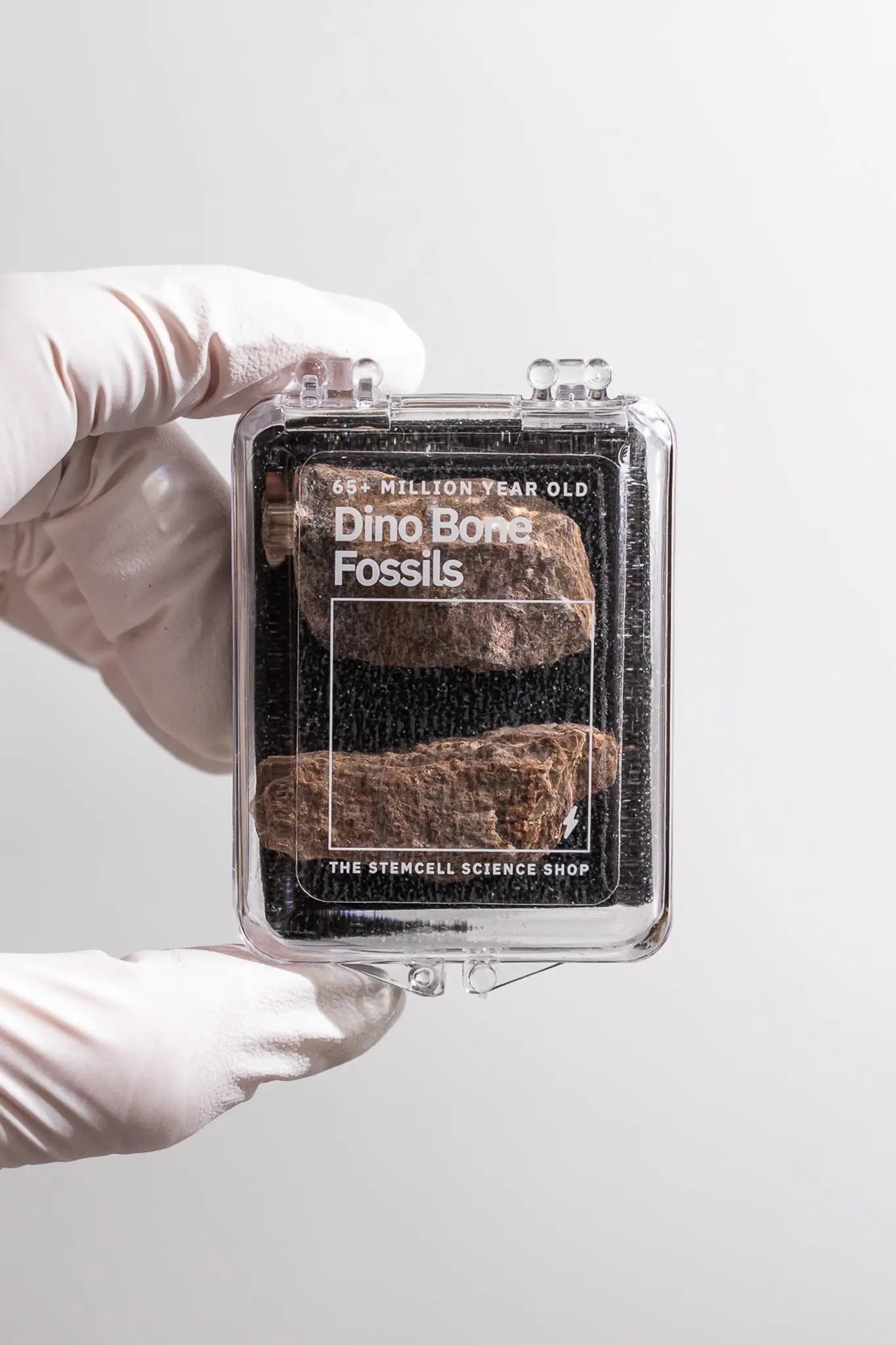 Dinosaur Bone Fossil Fragments - Fossil from Stemcell Science Shop