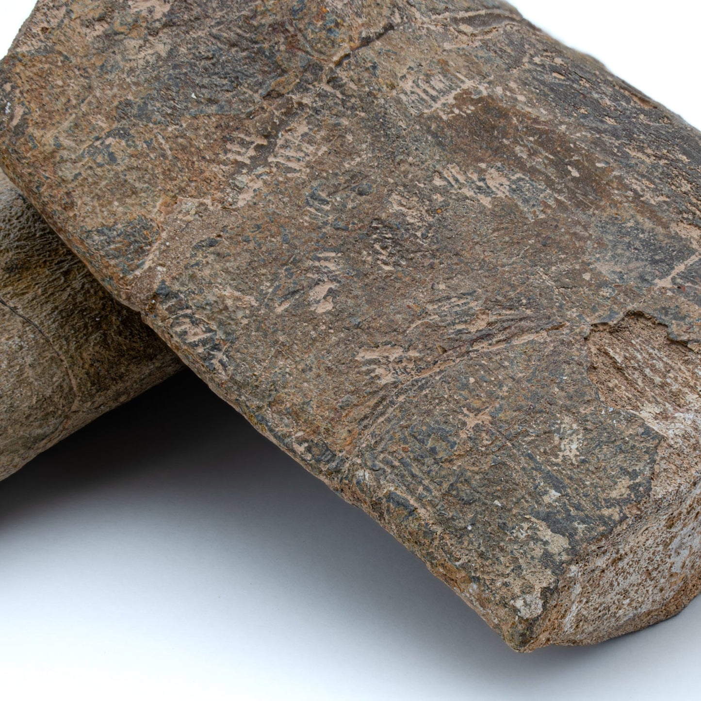 Dunkleosteus - Skull Fossil Fragment