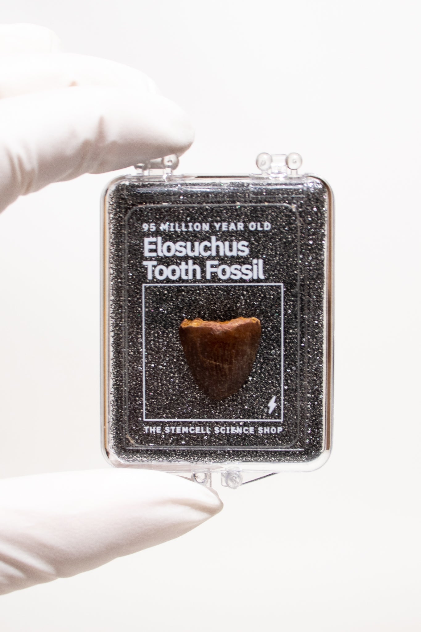 Elosuchus Tooth Fossil - Fossil from Stemcell Science Shop
