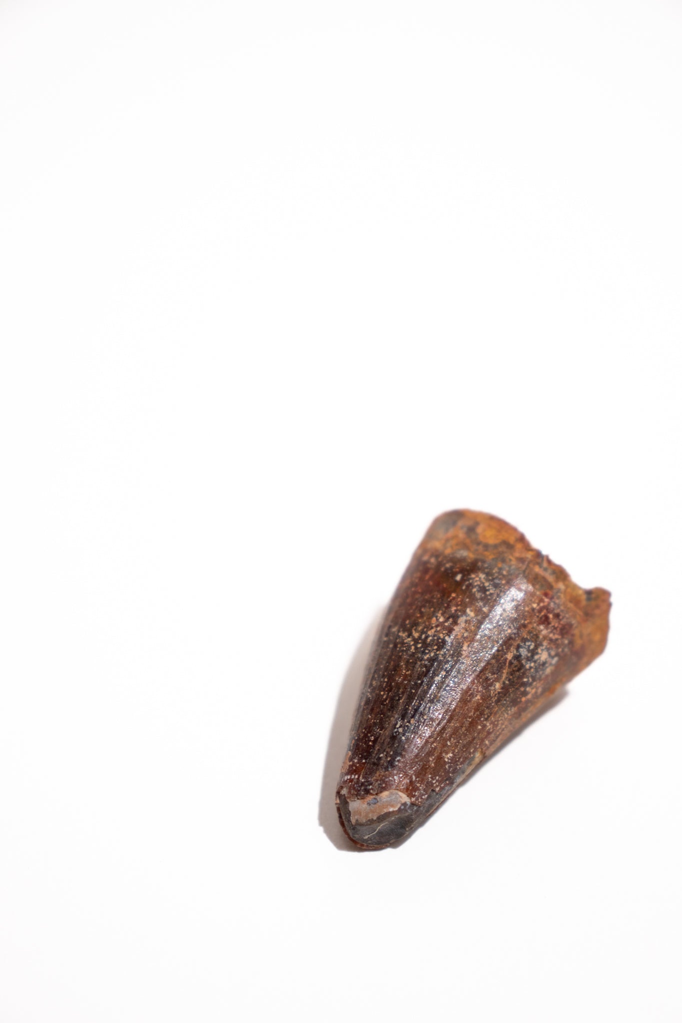 Elosuchus Tooth Fossil - Fossil from Stemcell Science Shop