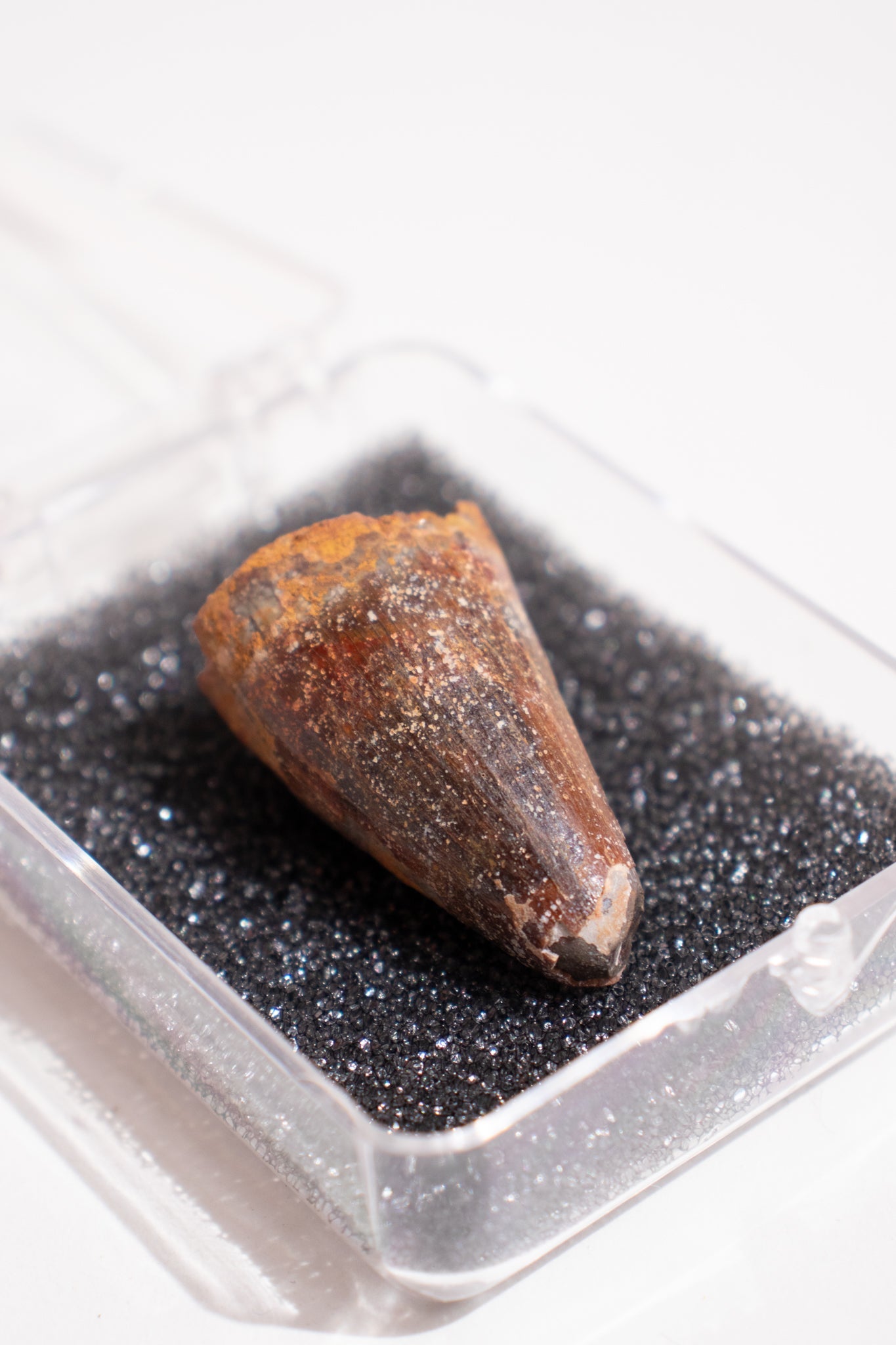 Elosuchus Tooth Fossil - Fossil from Stemcell Science Shop