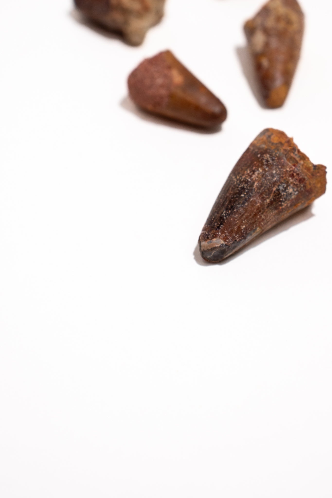 Elosuchus Tooth Fossil - Fossil from Stemcell Science Shop