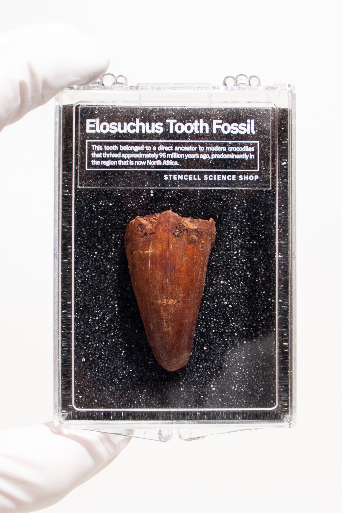 Elosuchus Tooth Fossil - Fossil from Stemcell Science Shop