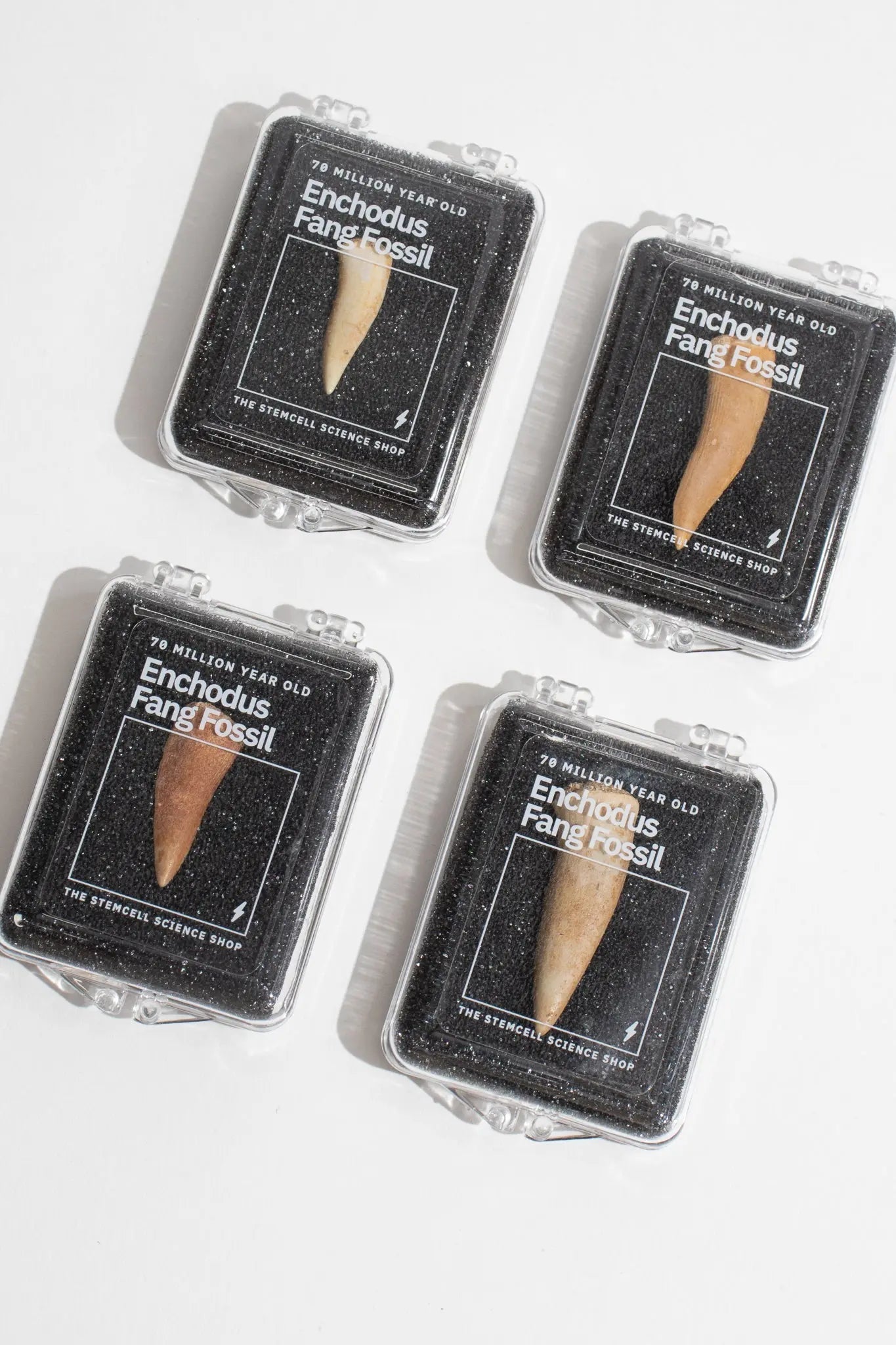 Enchodus Fang - Fossil from Stemcell Science Shop