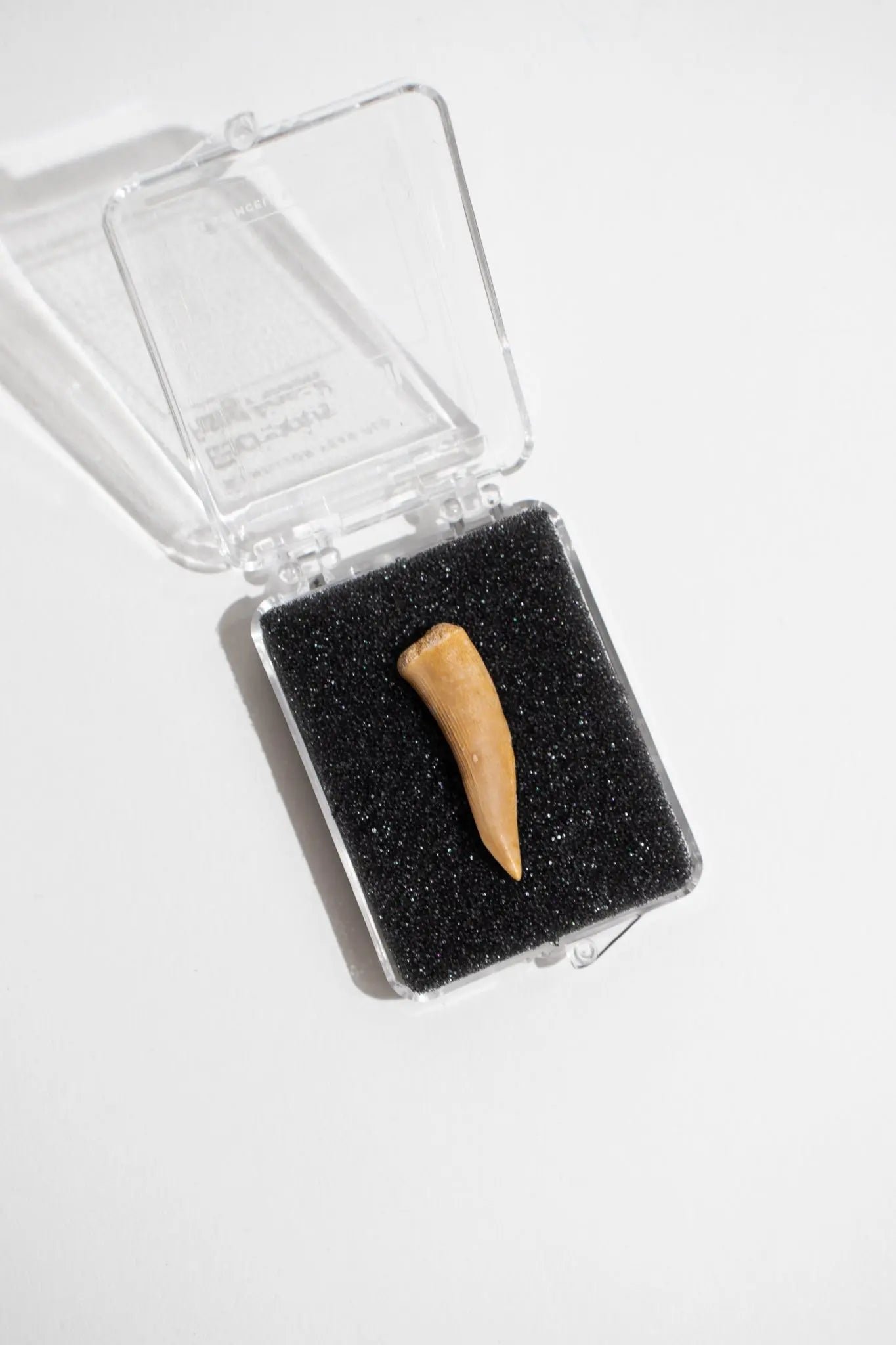 Enchodus Fang - Fossil from Stemcell Science Shop