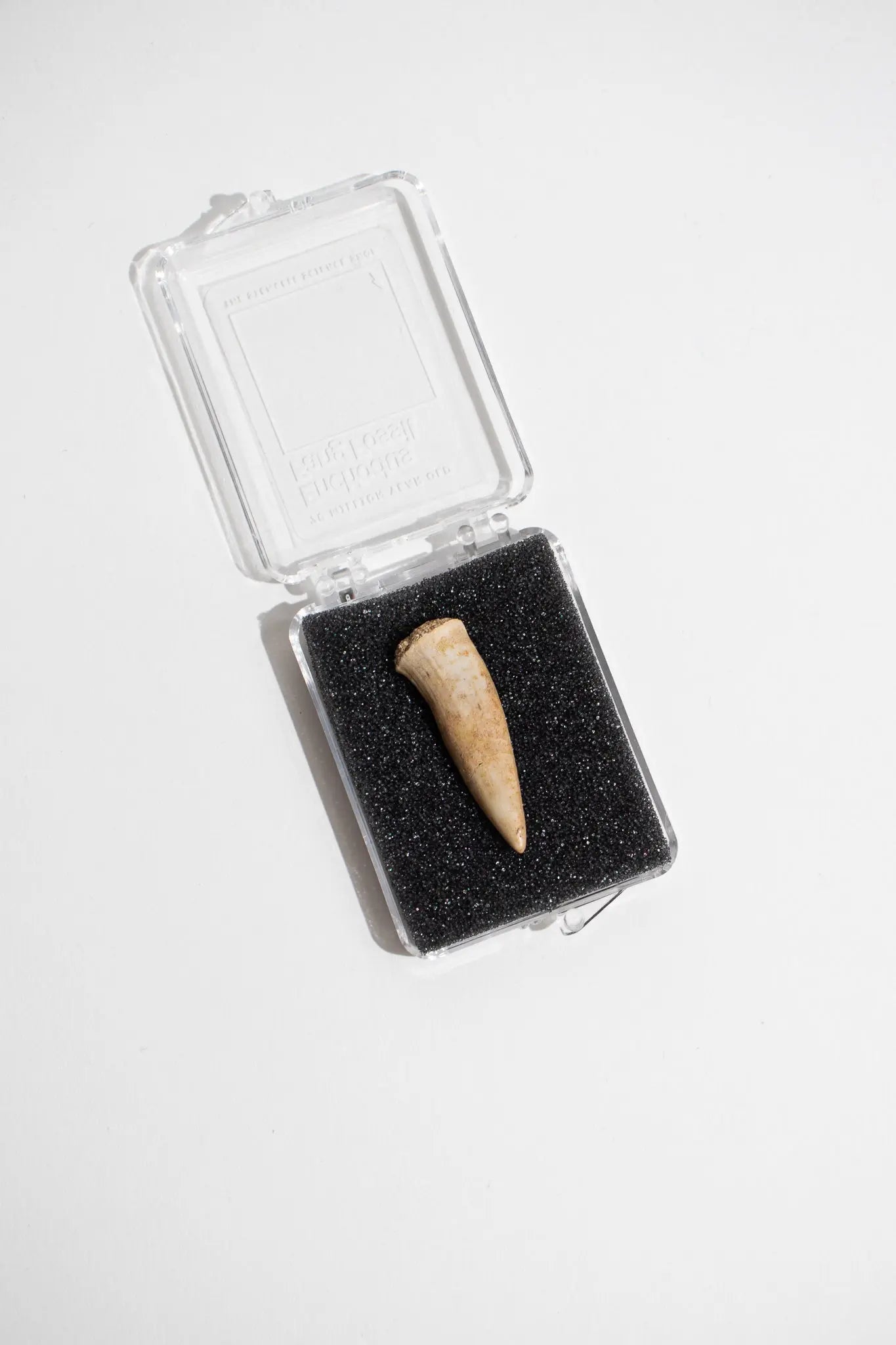 Enchodus Fang - Fossil from Stemcell Science Shop