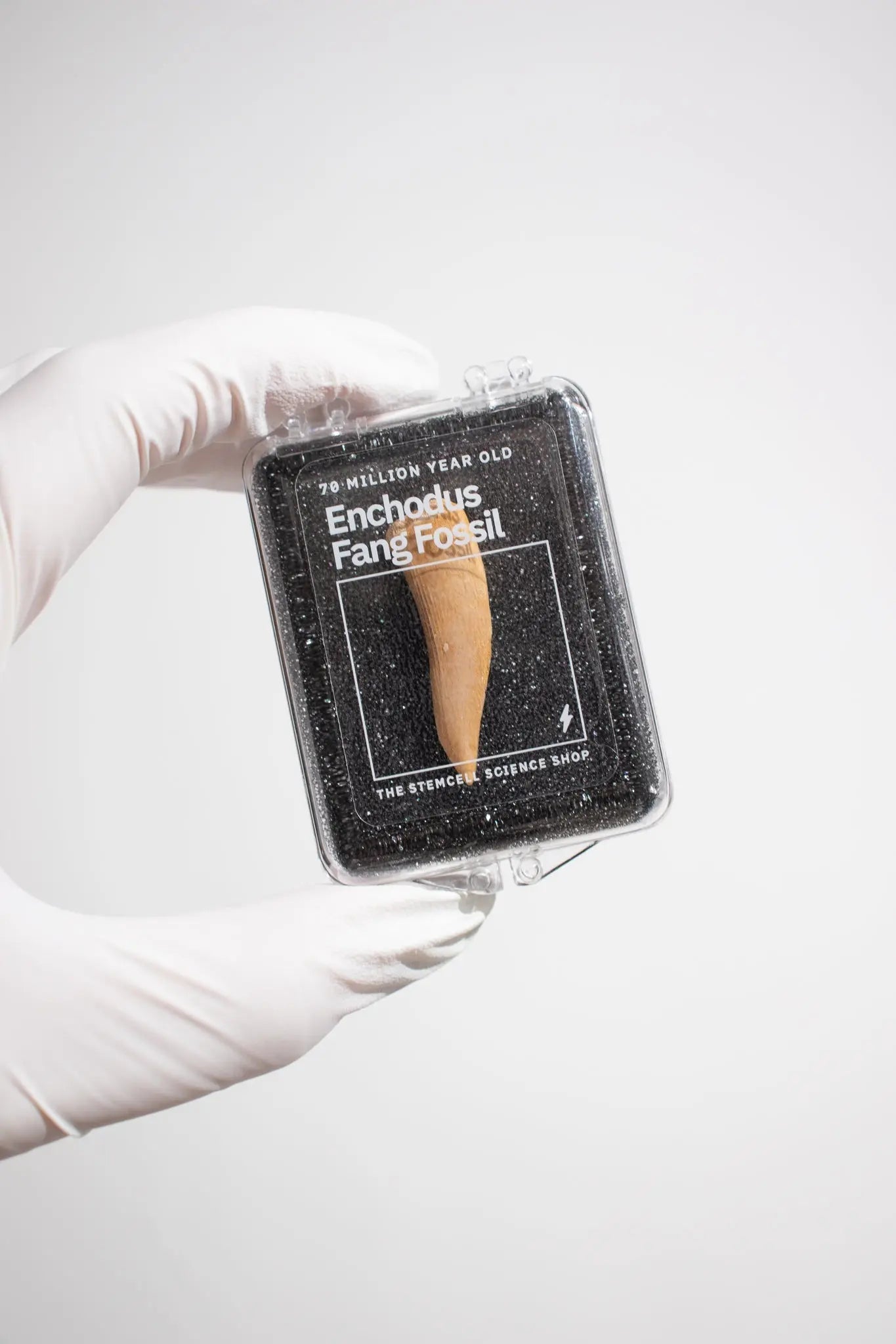 Enchodus Fang - Fossil from Stemcell Science Shop