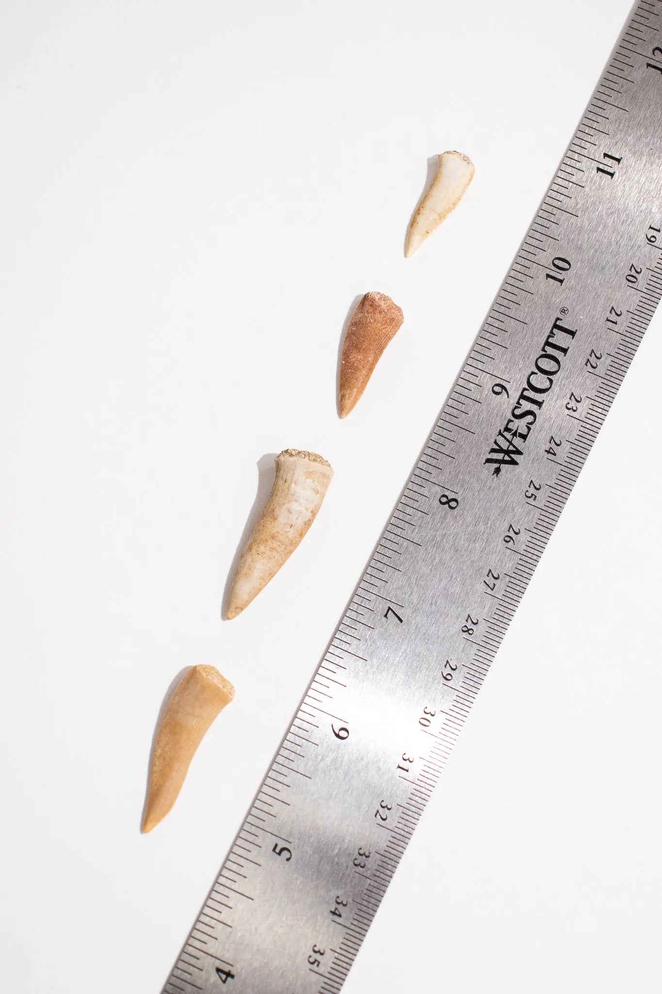 Enchodus Fang - Fossil from Stemcell Science Shop