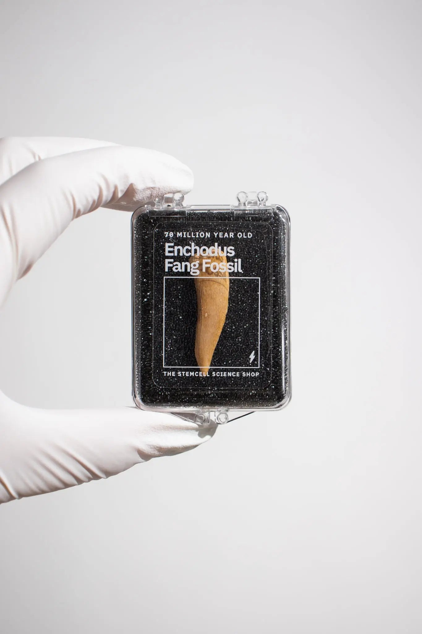 Enchodus Fang - Fossil from Stemcell Science Shop
