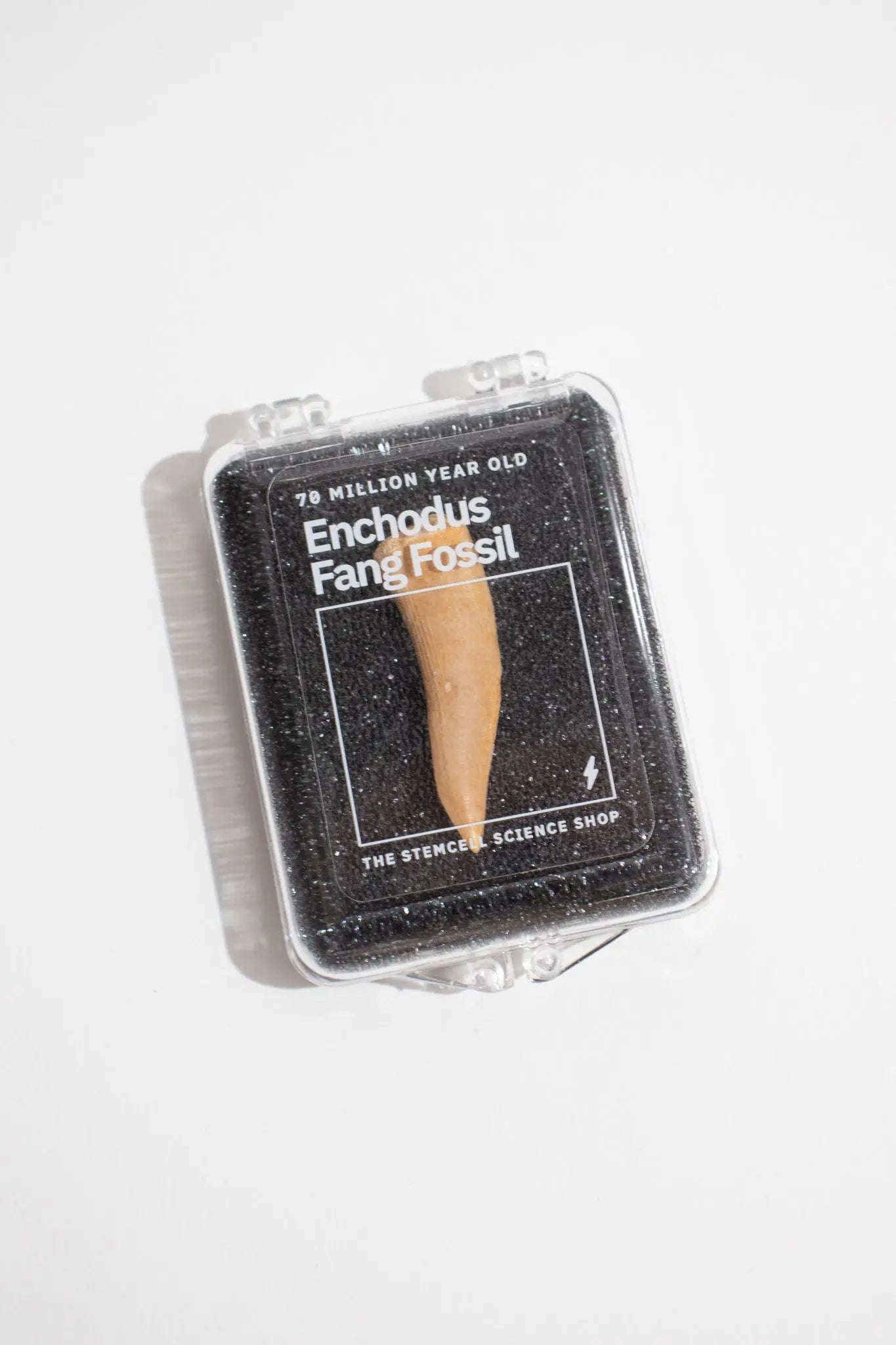 Enchodus Fang - Fossil from Stemcell Science Shop