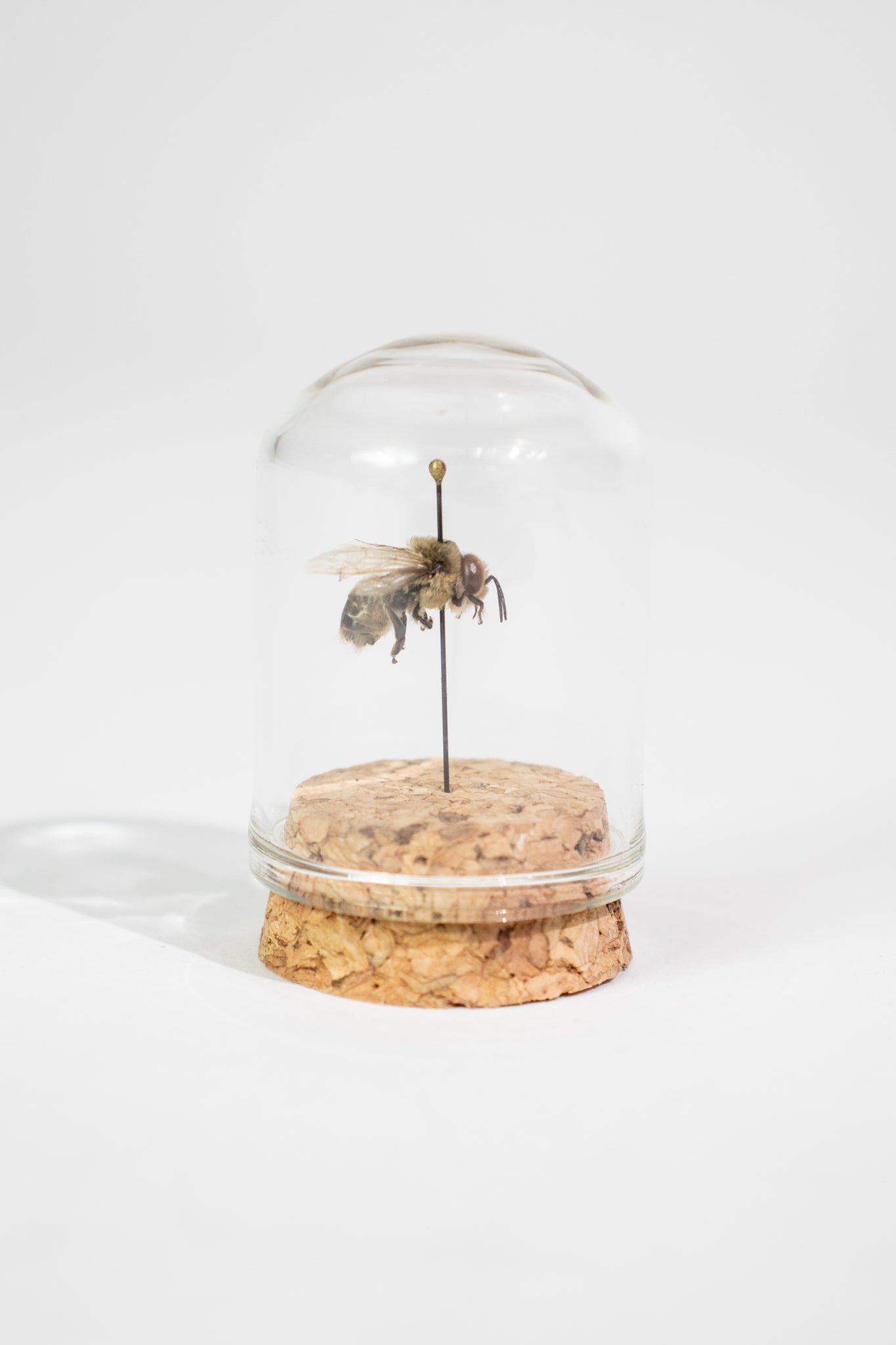 European Honey Bee Display - Natural Specimen from Stemcell Science Shop
