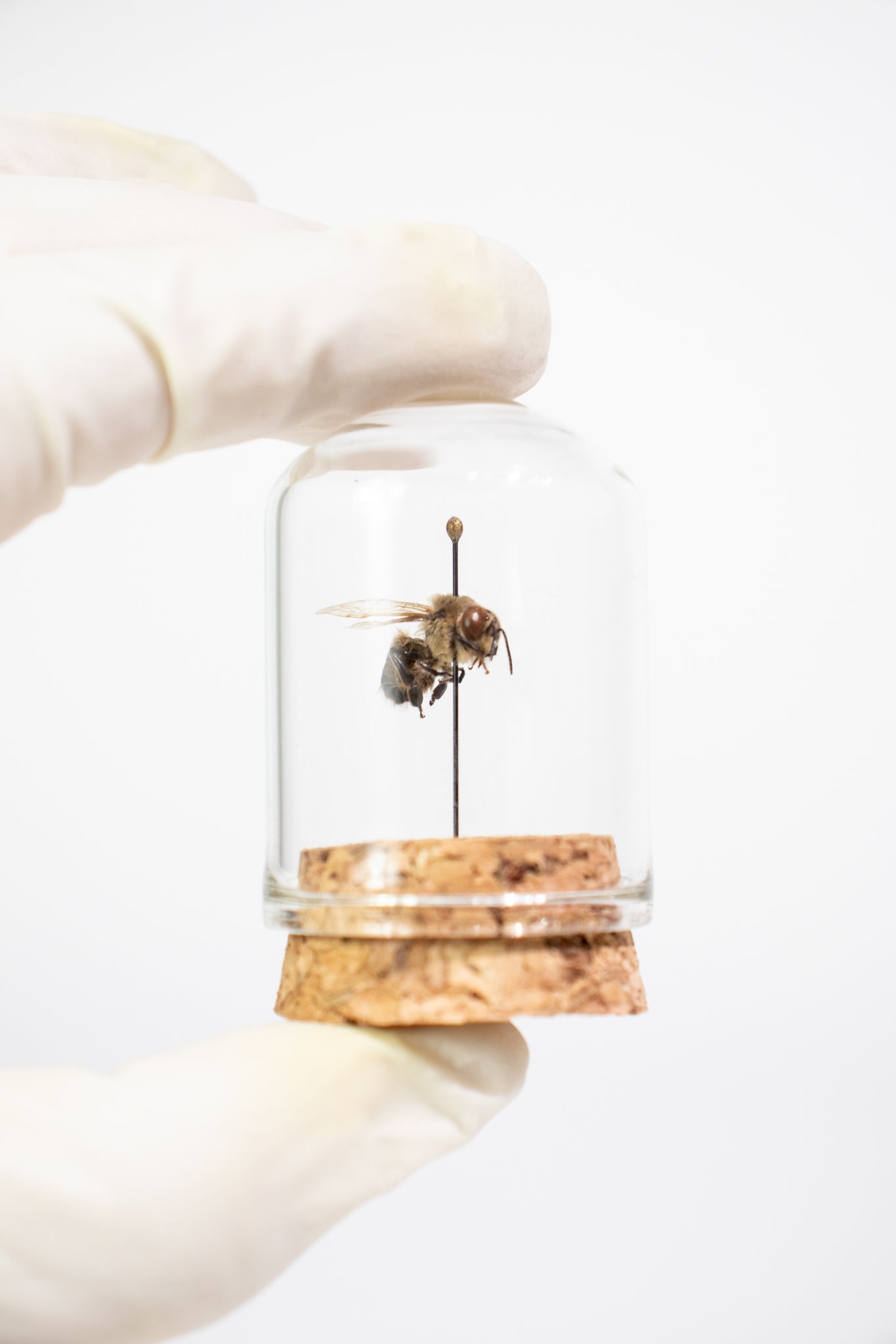 European Honey Bee Display - Natural Specimen from Stemcell Science Shop