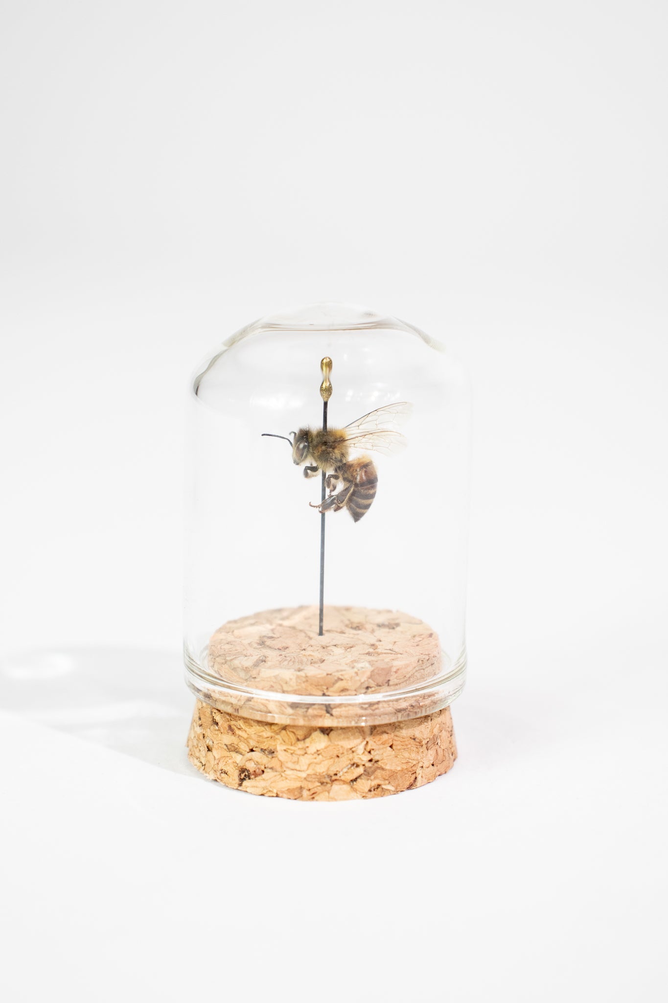 European Honey Bee Display - Natural Specimen from Stemcell Science Shop
