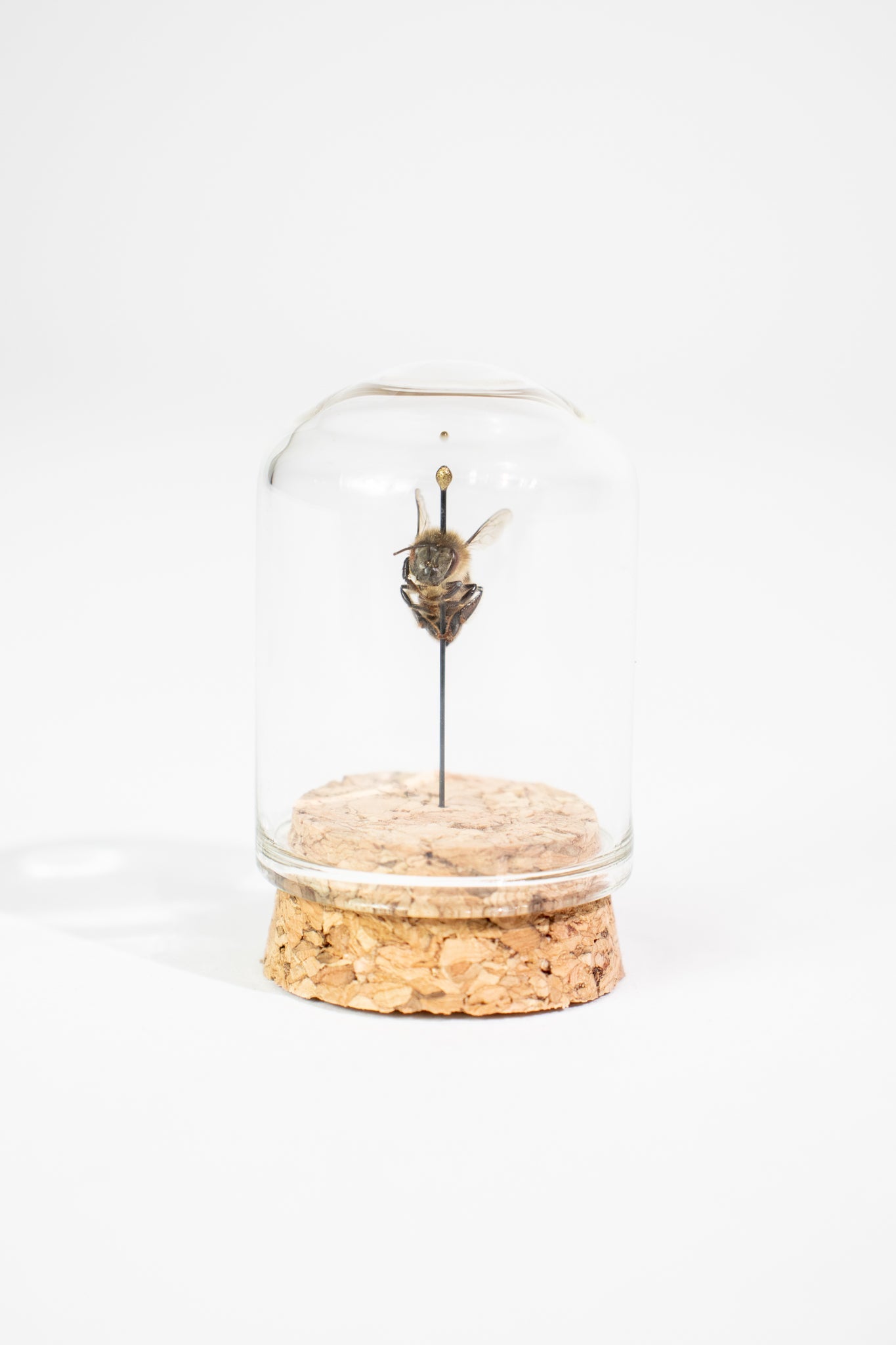 European Honey Bee Display - Natural Specimen from Stemcell Science Shop