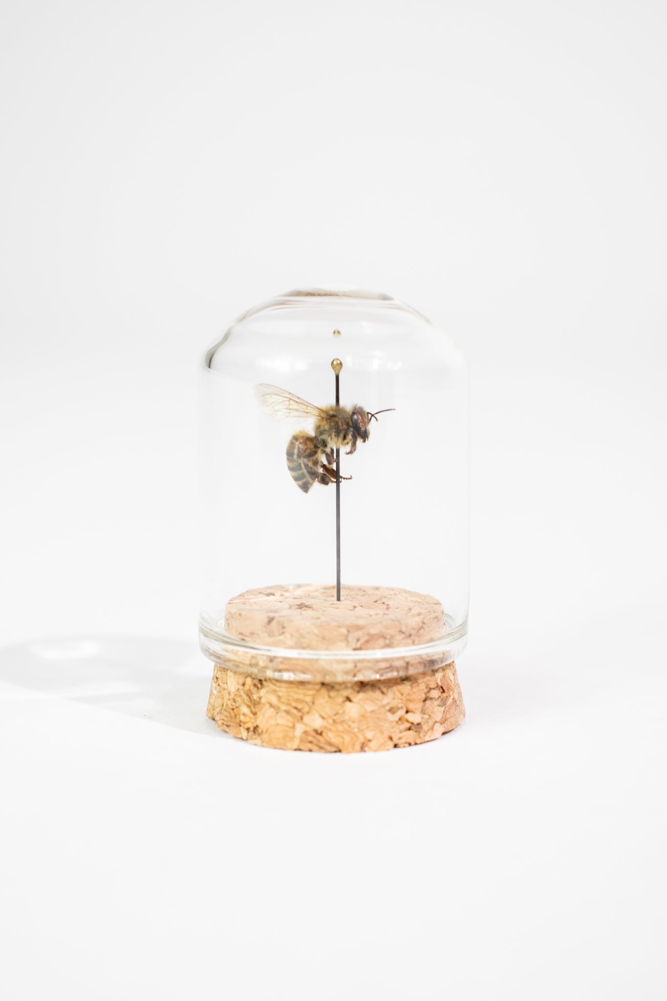 European Honey Bee Display - Natural Specimen from Stemcell Science Shop