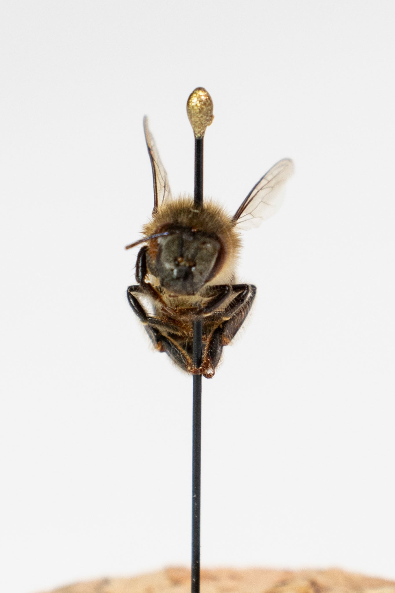 European Honey Bee Display - Natural Specimen from Stemcell Science Shop