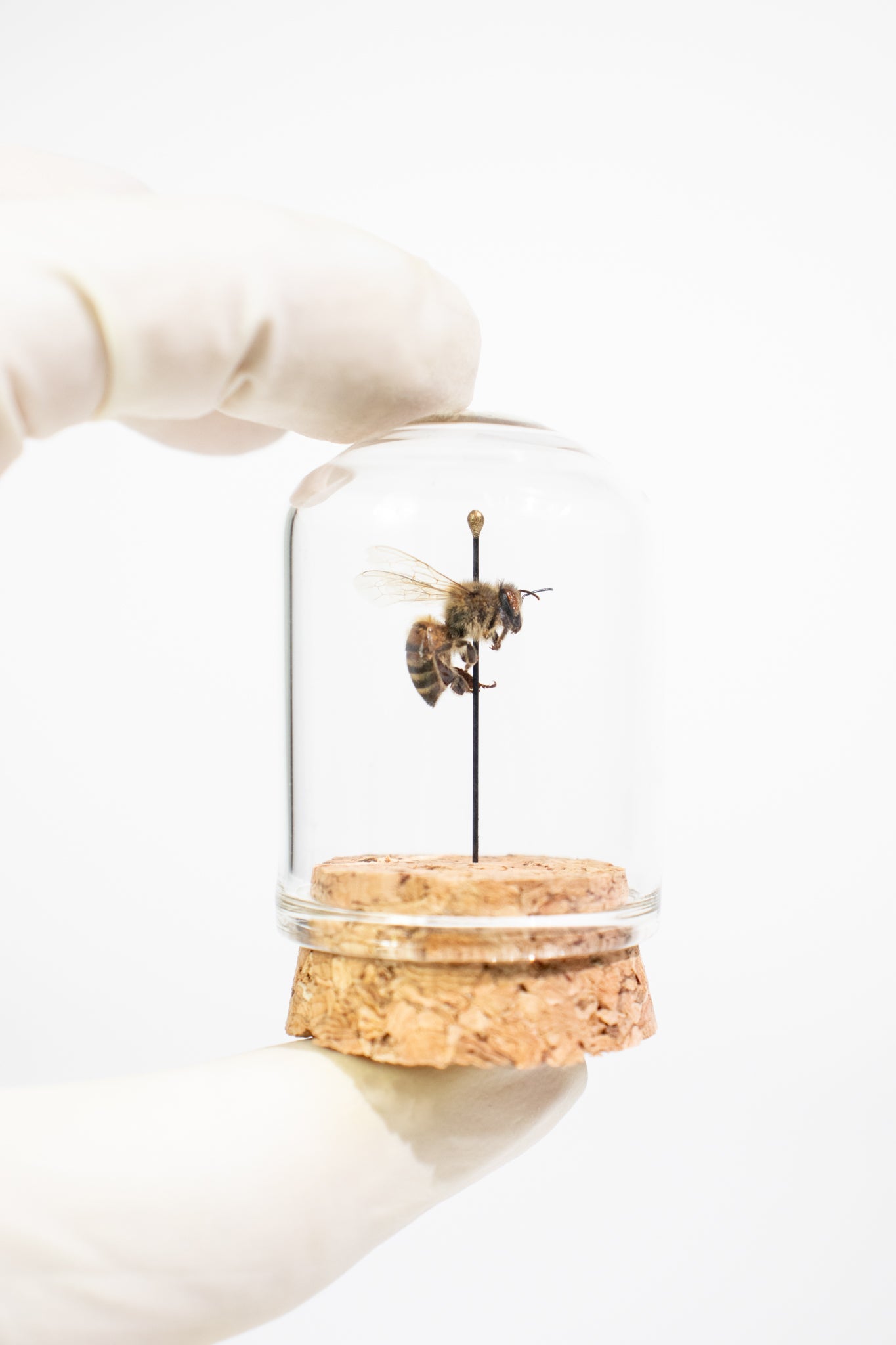 European Honey Bee Display - Natural Specimen from Stemcell Science Shop